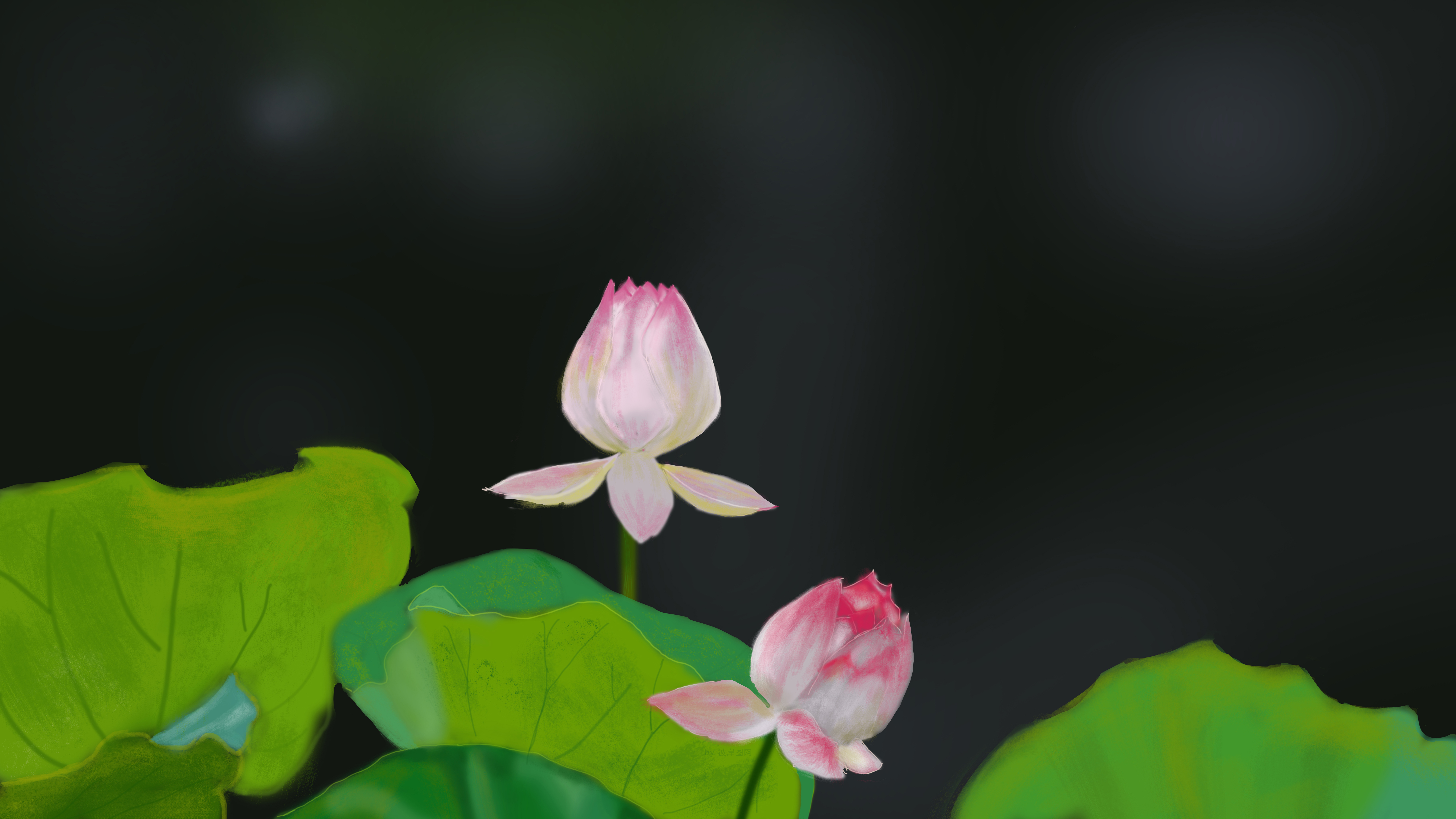 荷花 荷包待放 手绘 高
