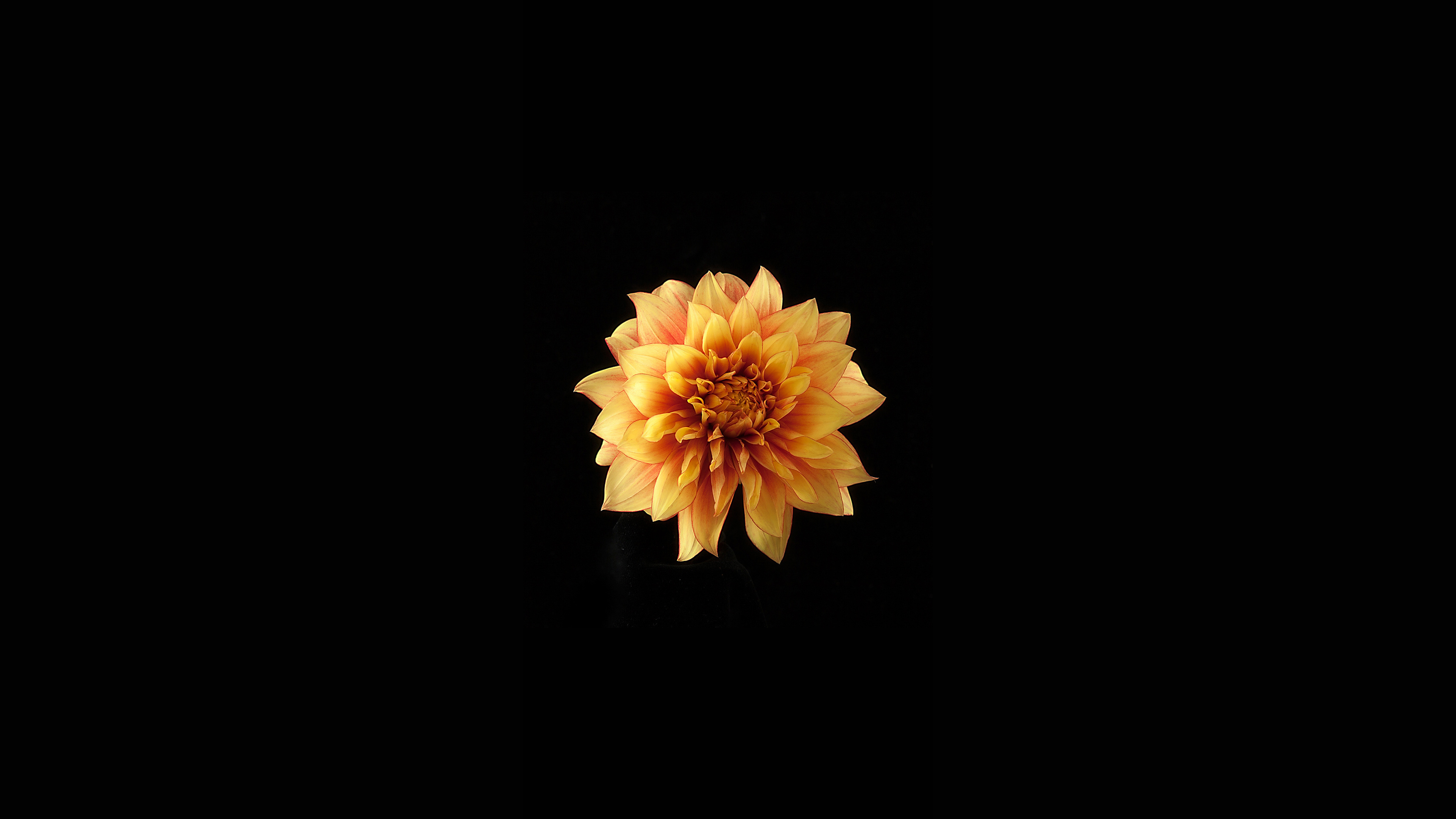 黄色花瓣黑色背景简约4k