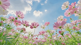 晴空格桑花田