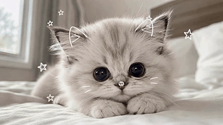 软萌可爱小奶猫