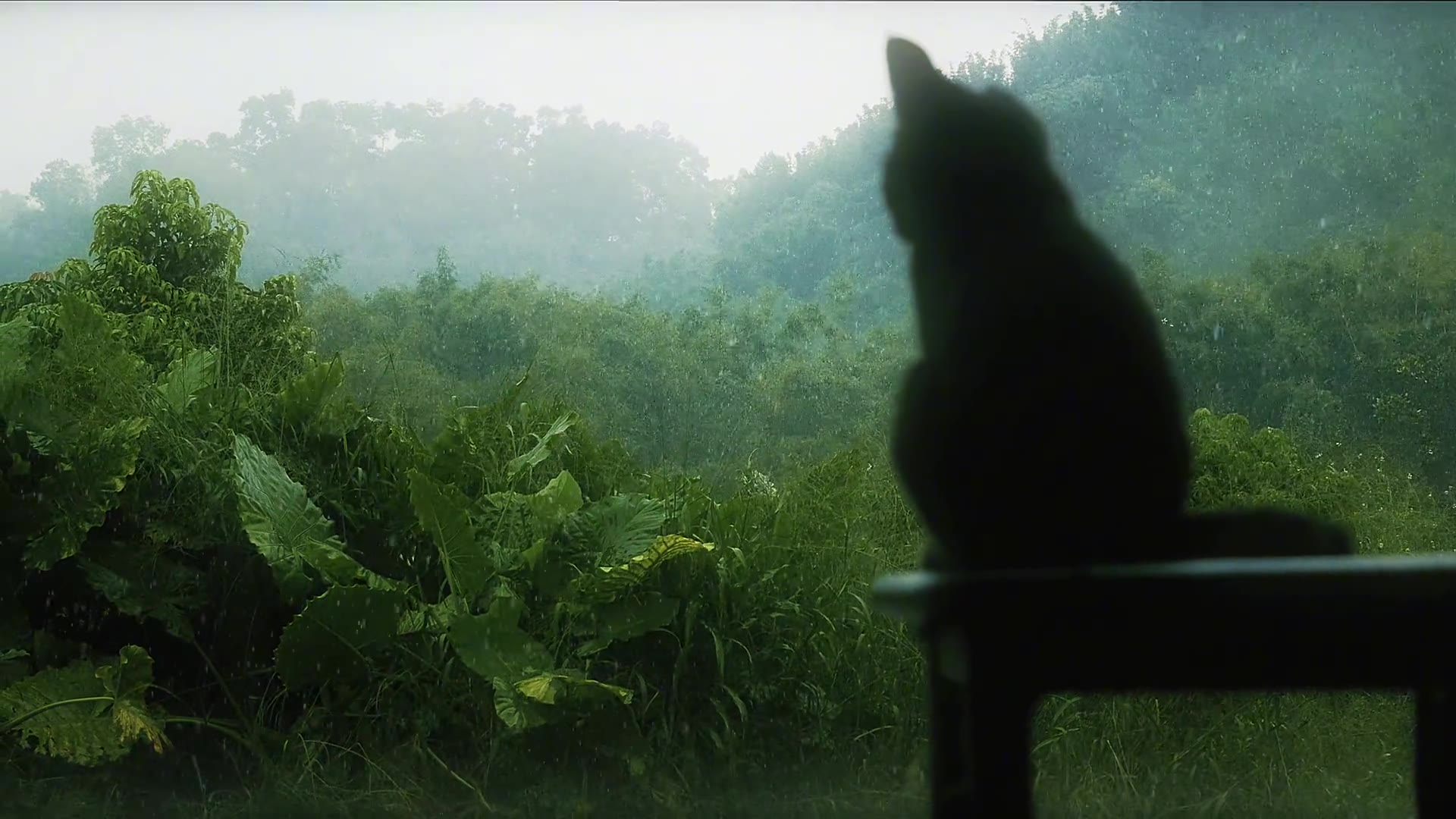 孤独的猫与雨