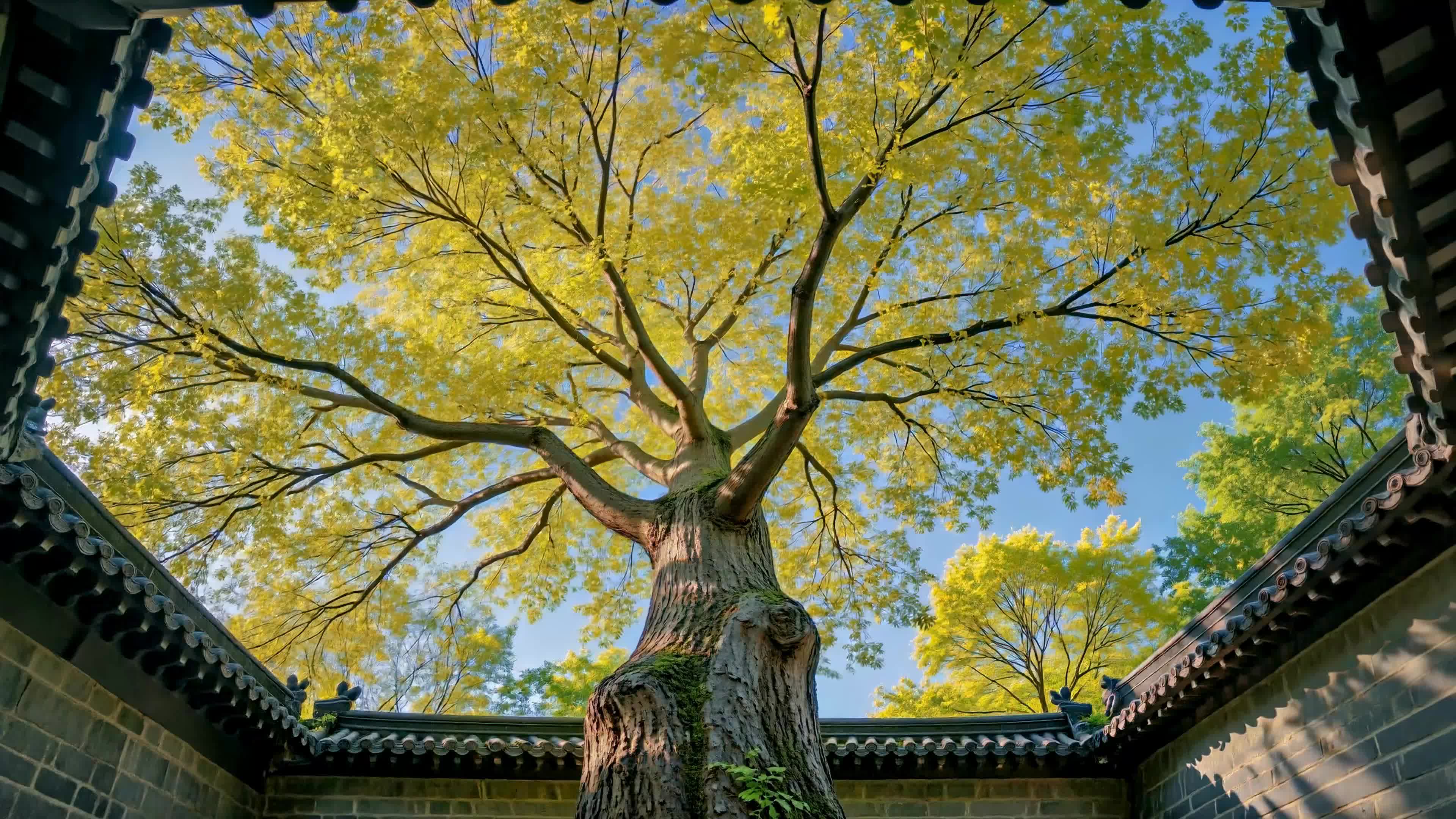 天井古树