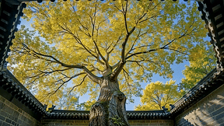 天井古树