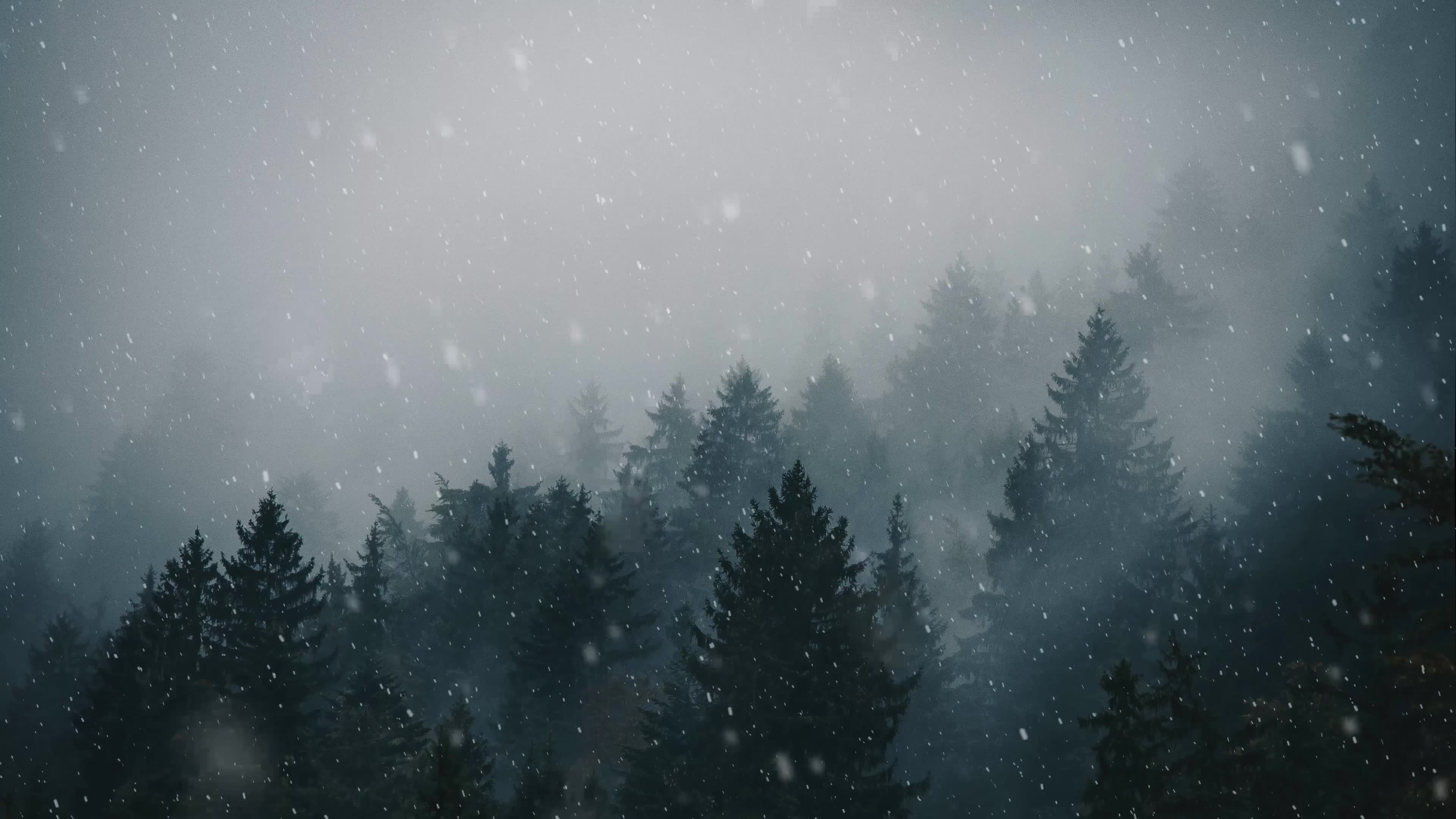 森林中的雪落 免费动态背景动画 - 4K