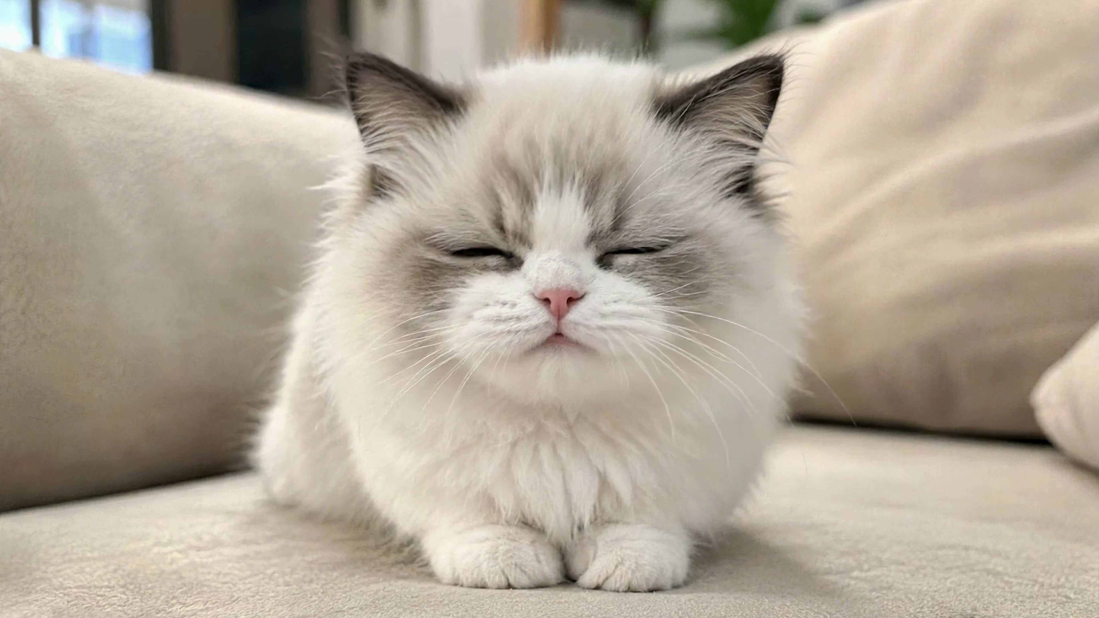 软萌布偶小奶猫