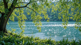 湖畔垂柳春光
