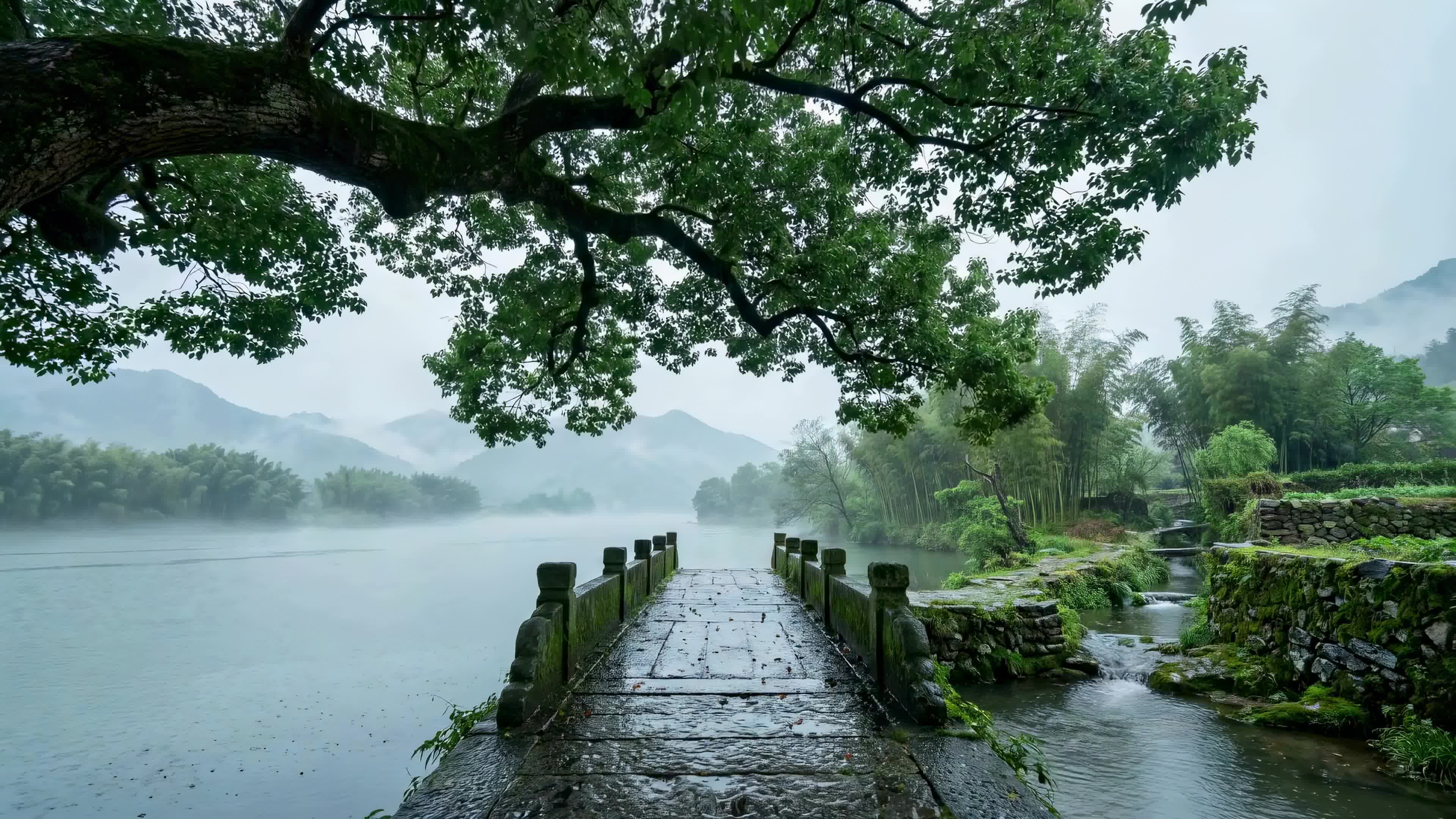 雨天绿堤