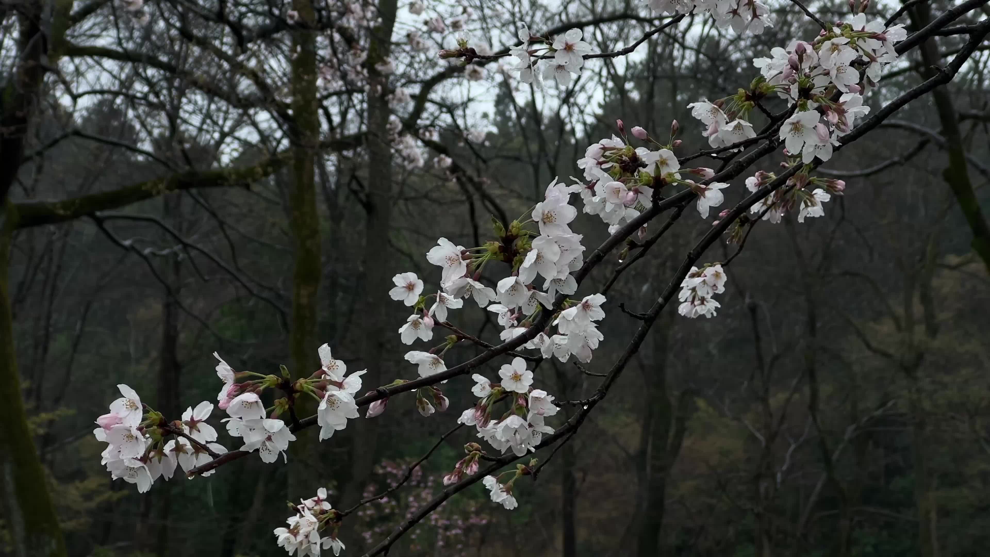 梨花一枝春带雨
