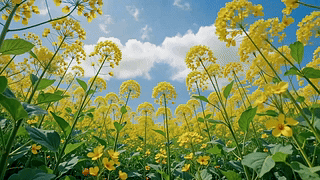 晴空下的金黄花田