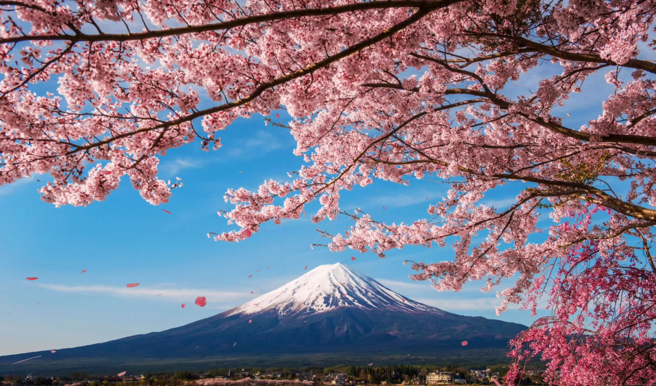 樱花富士山