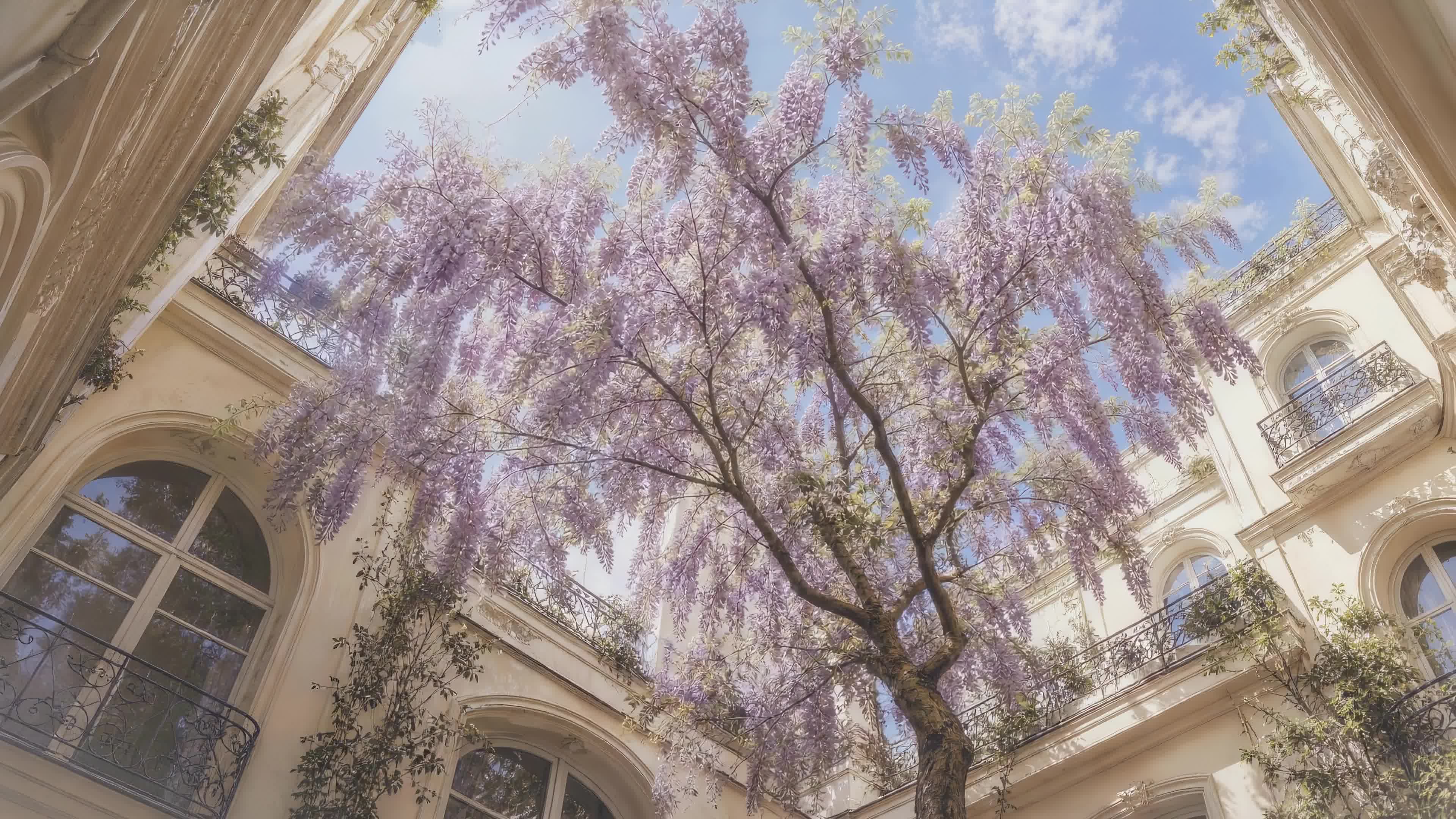 樱花树下