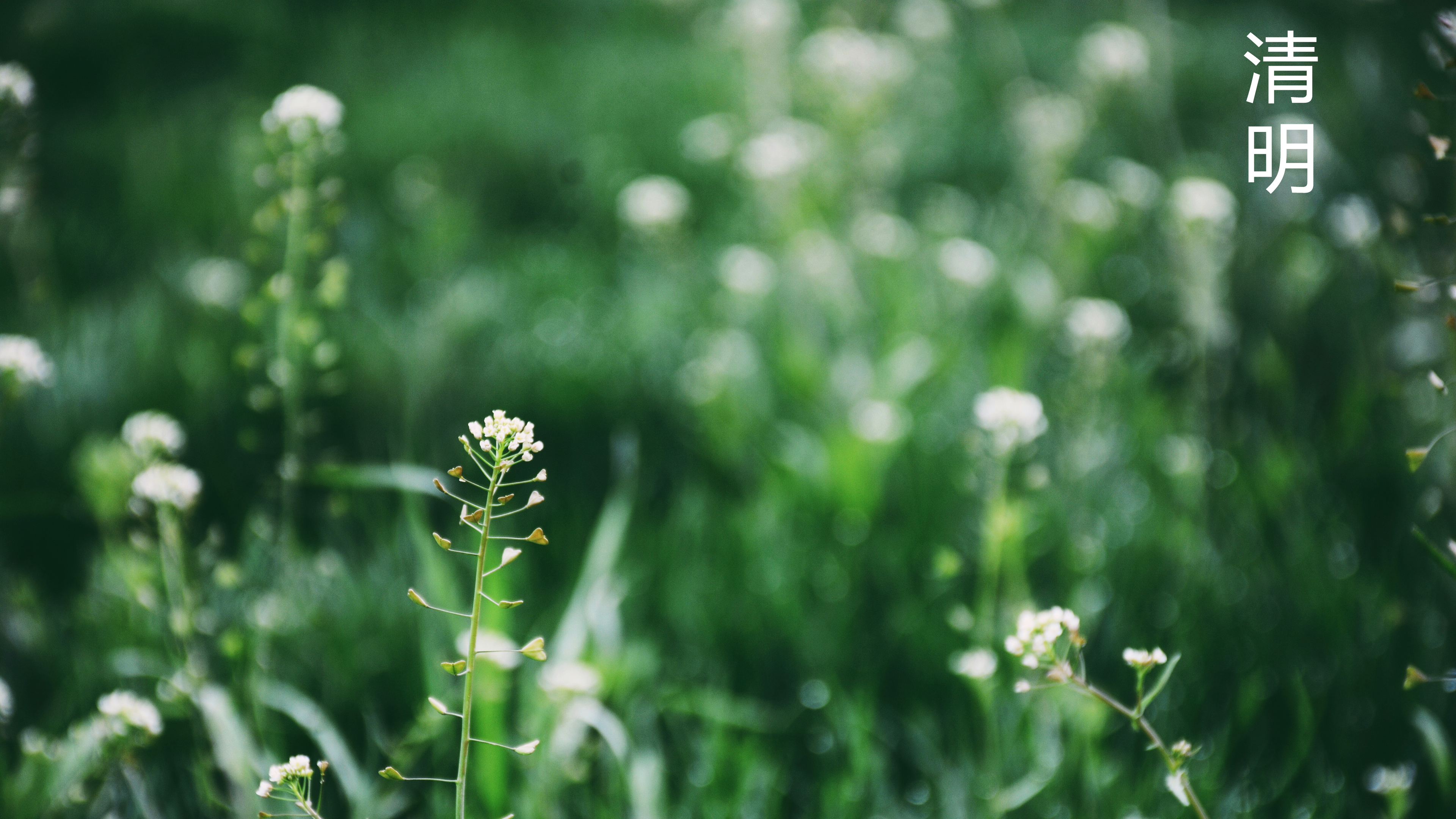 2020年清明节4k高清壁纸
