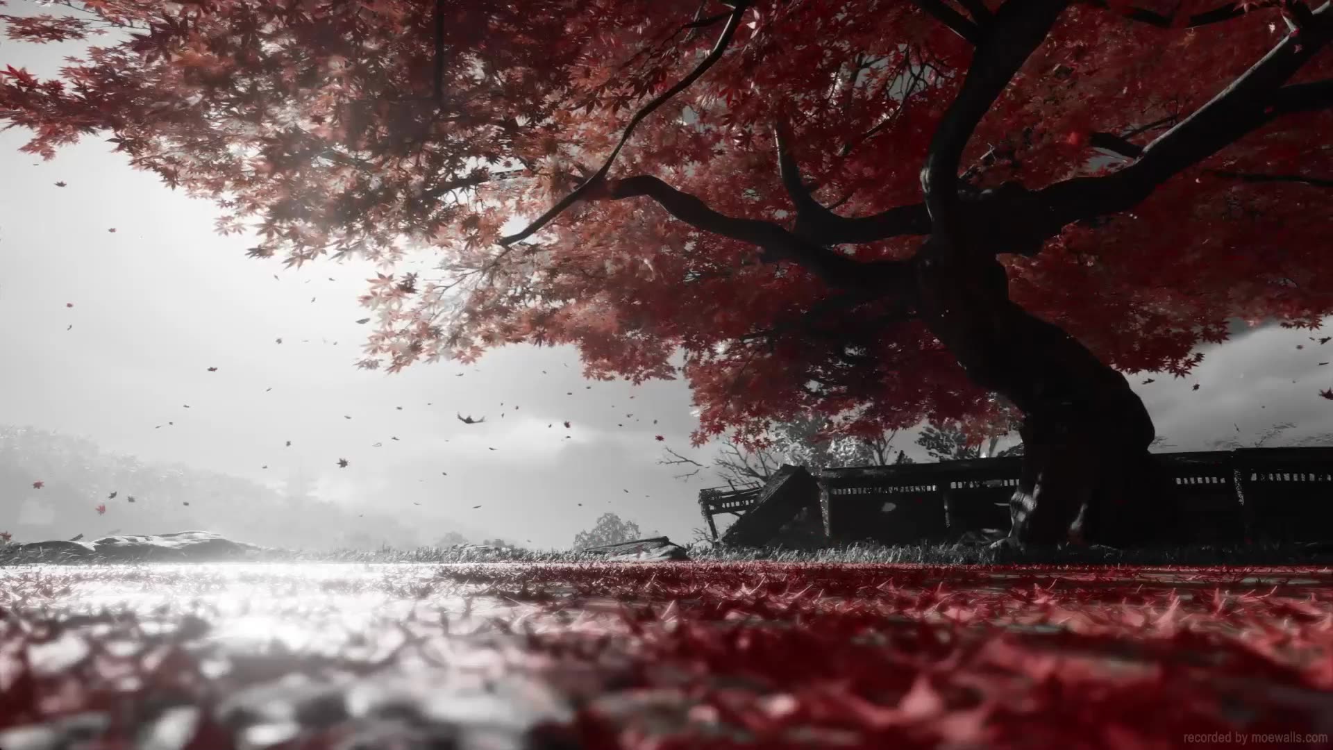 对马岛之鬼 秋天的树
