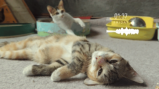 多看几秒你会被惊艳到。。。所有人进来看我的猫咪！