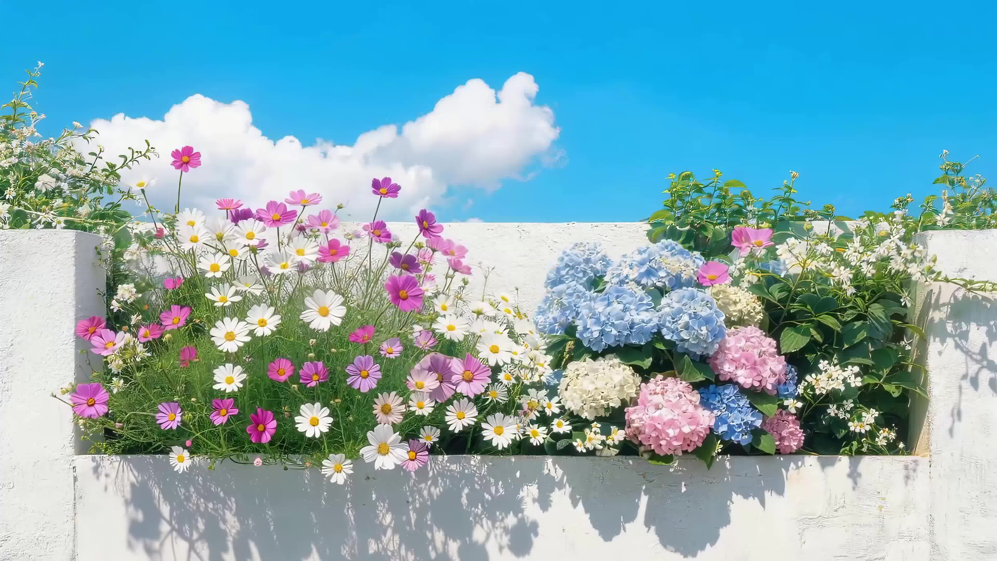 蓝天下的鲜花