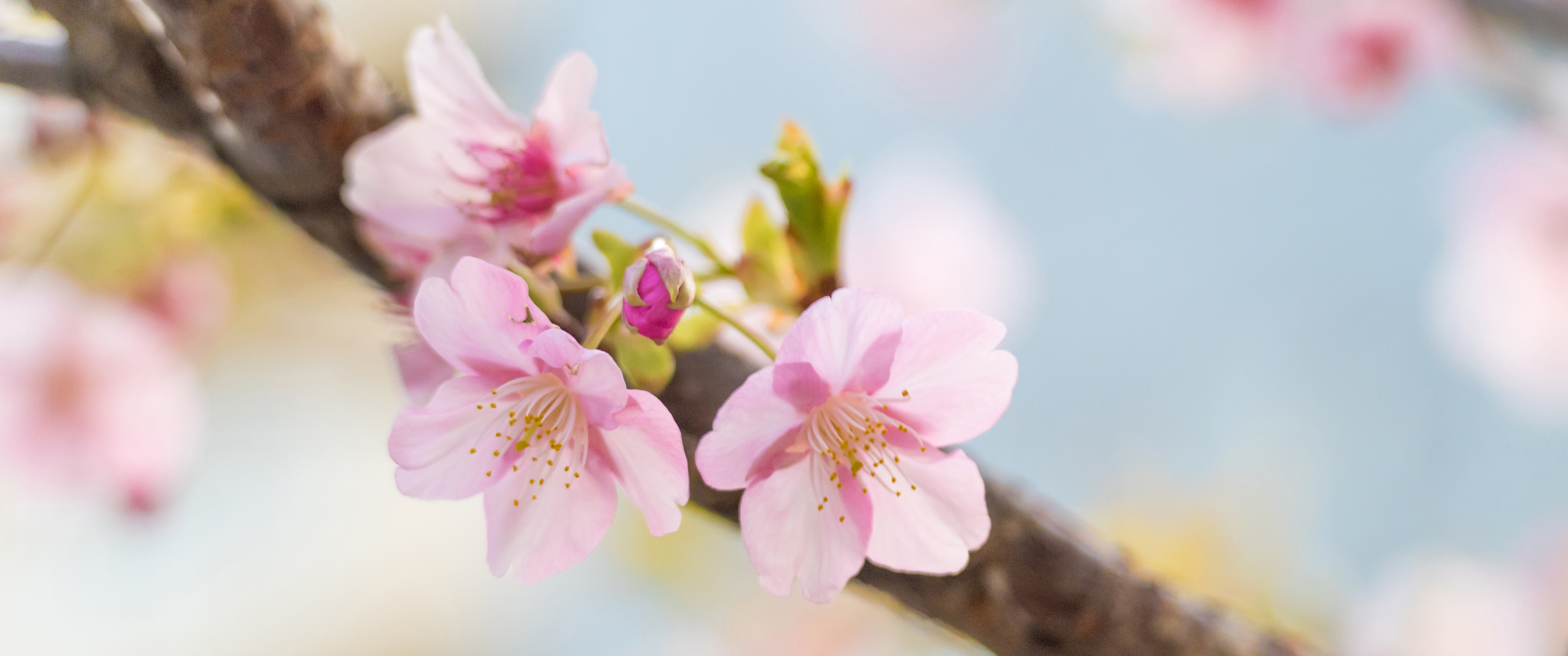 粉色樱花3440x1440带鱼屏高清壁纸