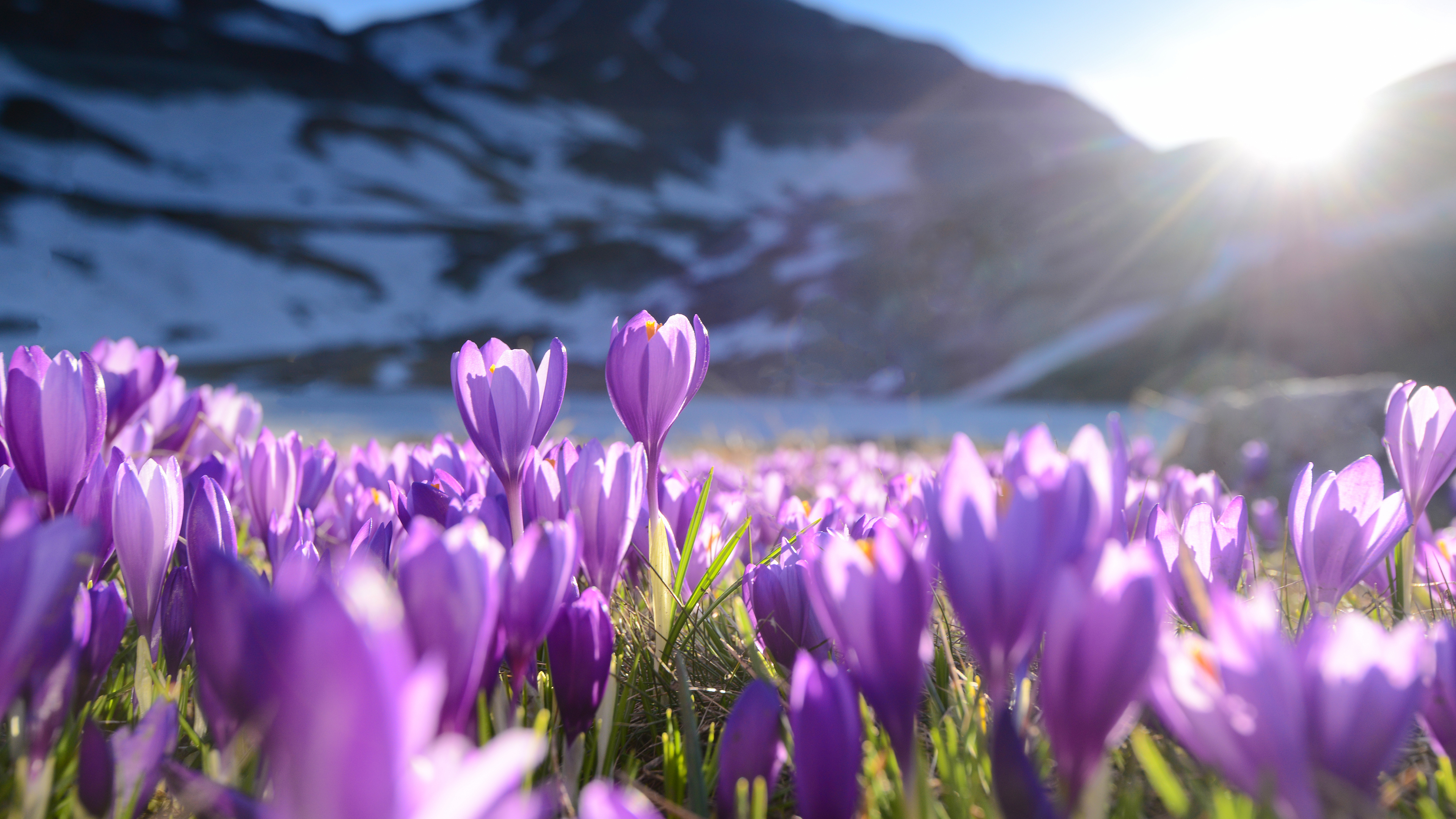 紫番红花4k风景壁纸3840x2160