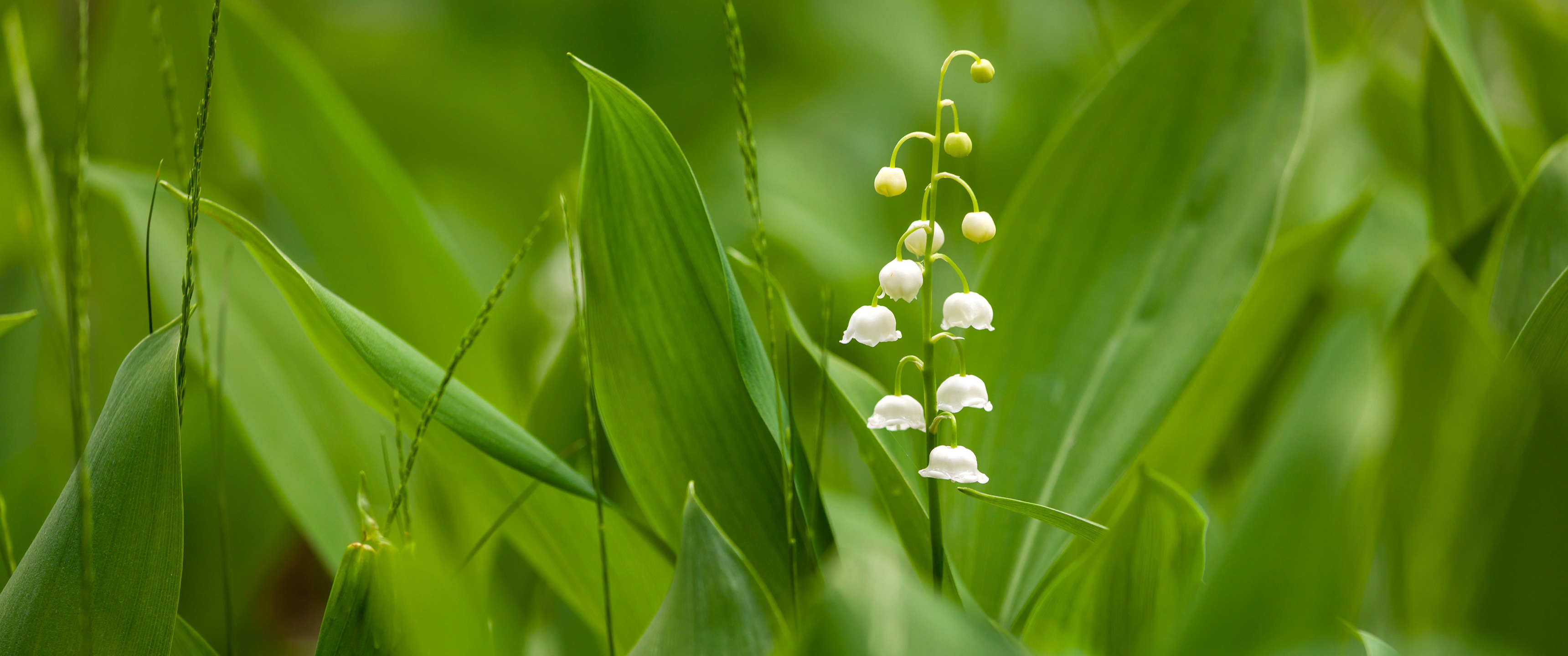 绿色护眼铃兰花3440x1440带鱼屏壁纸
