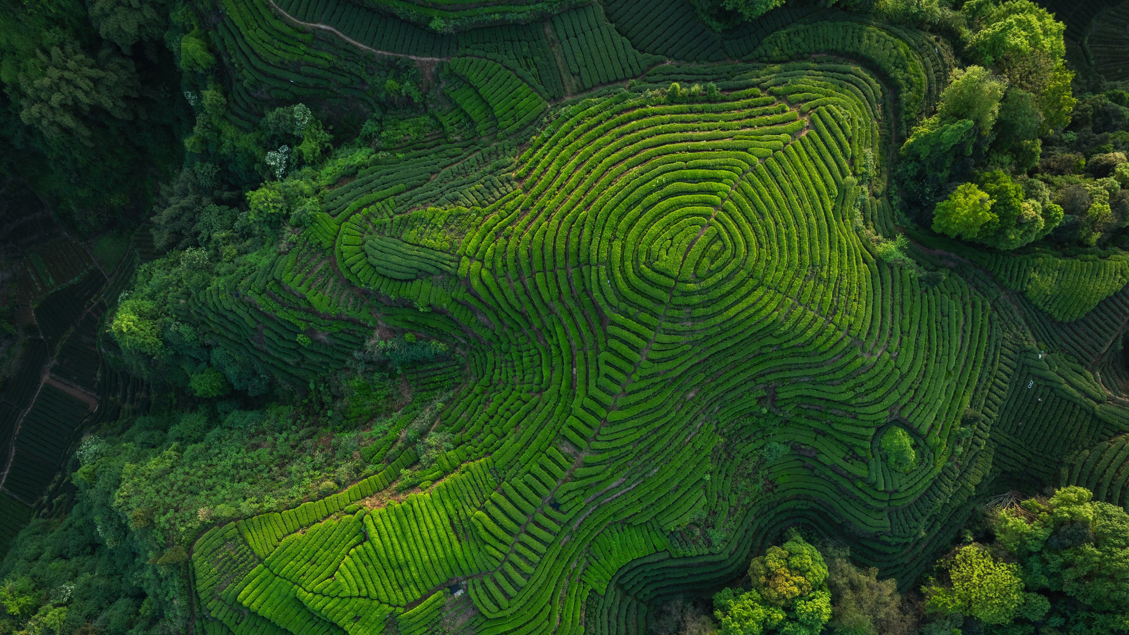 绿色茶梯田风景4K壁纸3840x2160