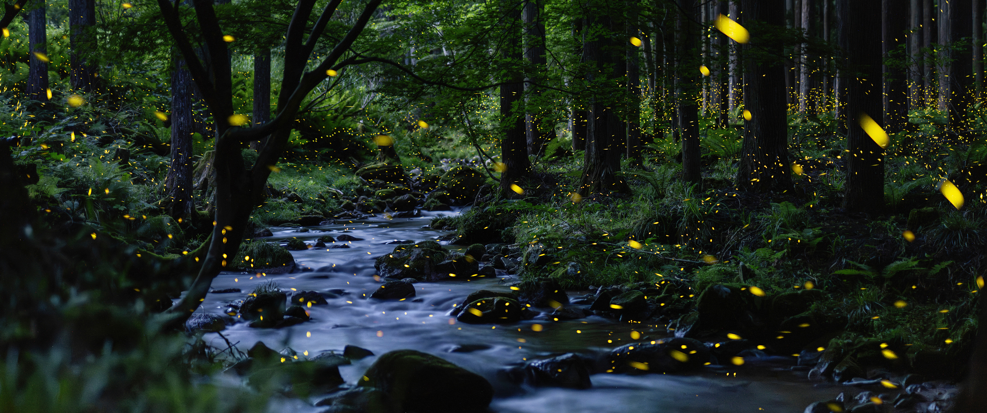自然森林小溪 萤火虫4k带鱼屏风景壁纸3440x1440