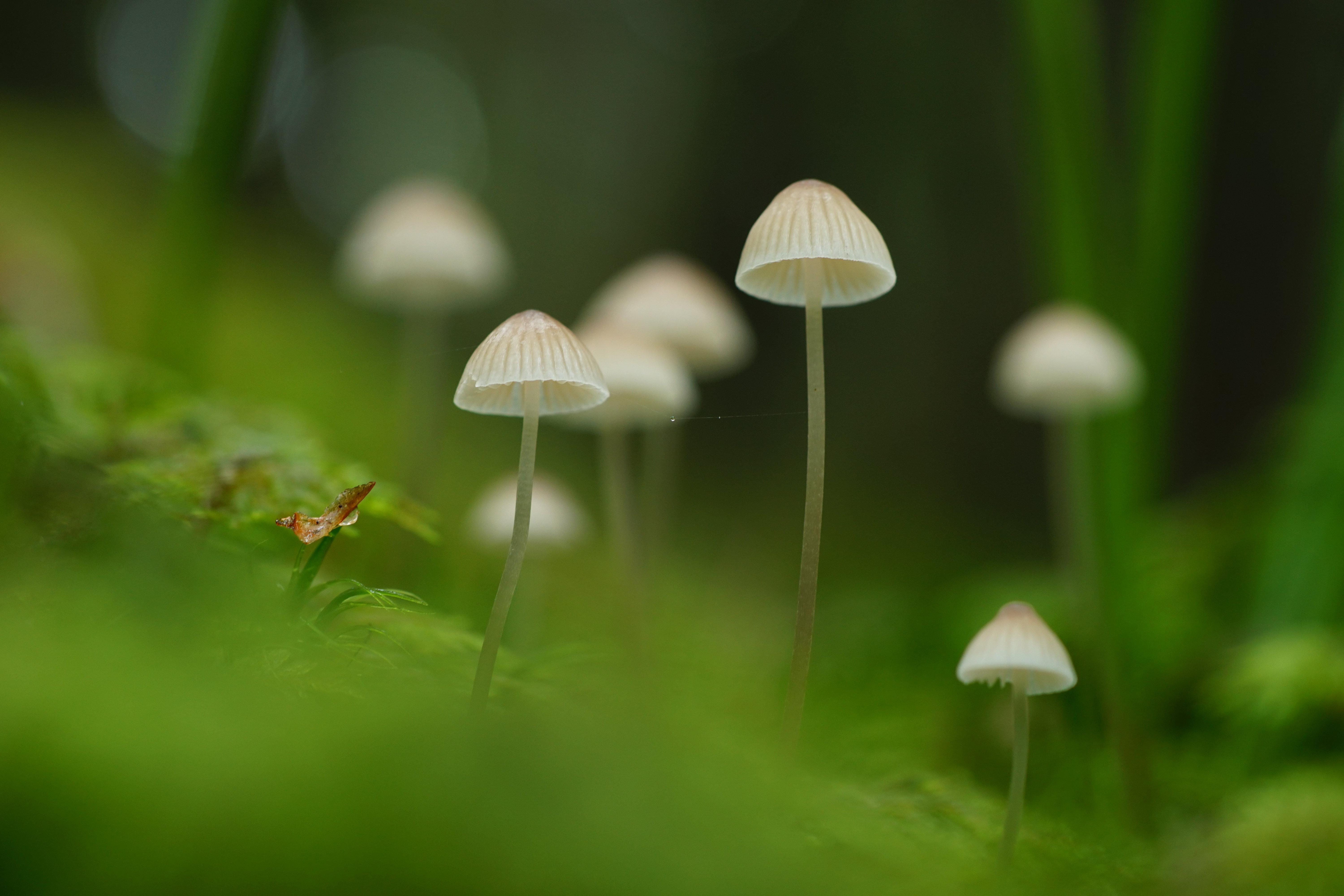 蘑菇 苔藓 绿草 自然护眼 6K高清壁纸