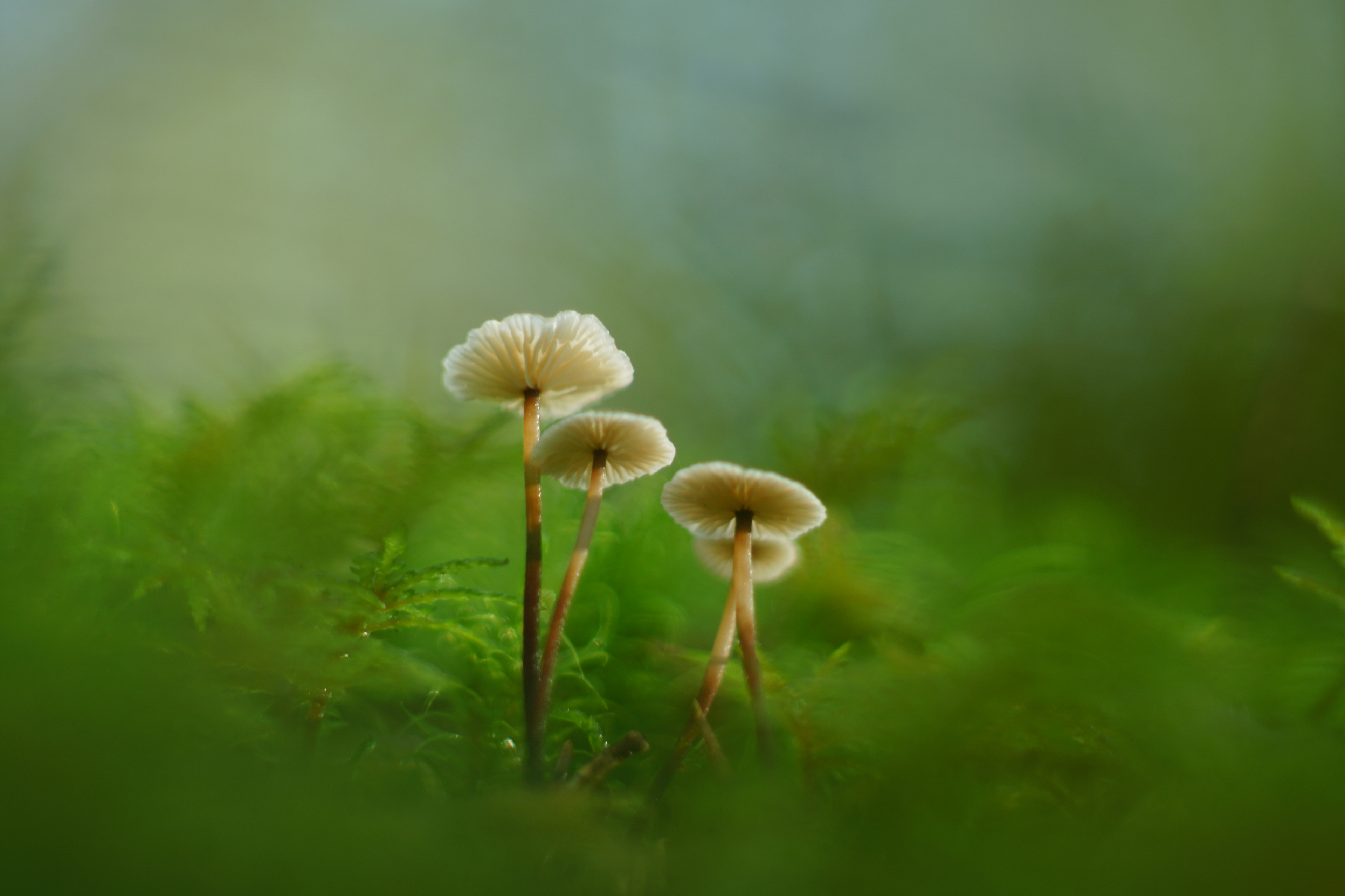 蘑菇苔藓绿色护眼4K壁纸3840x2560