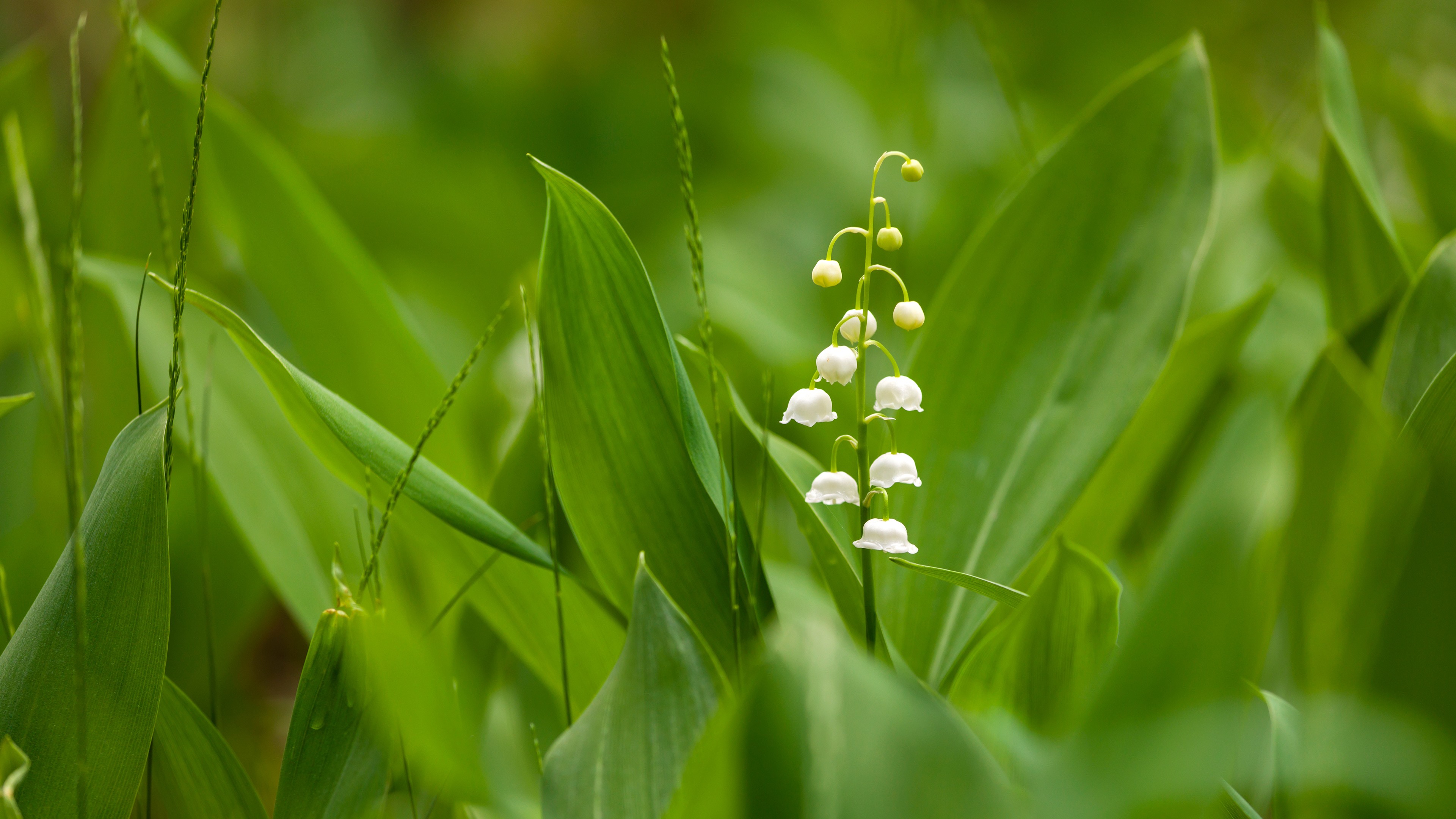 铃兰花4K护眼壁纸3840x2160
