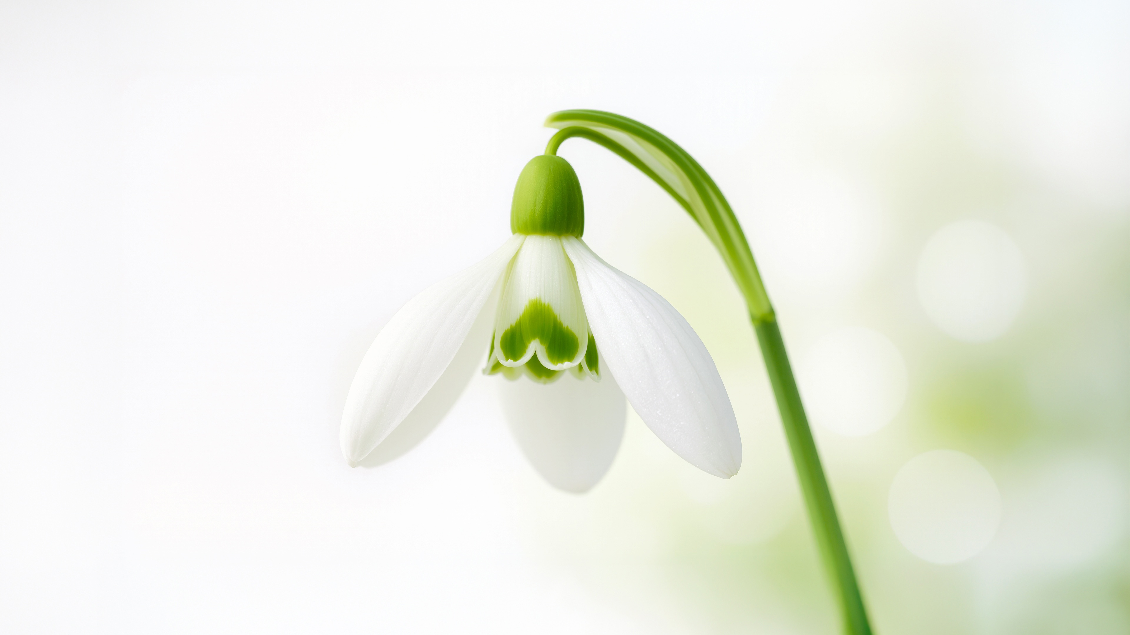 雪花莲4k壁纸 3840x2160