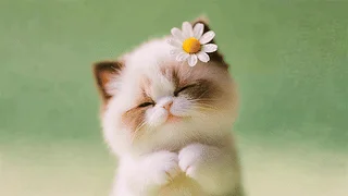 戴小花的猫