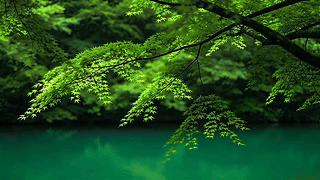 绿意流水护眼森林