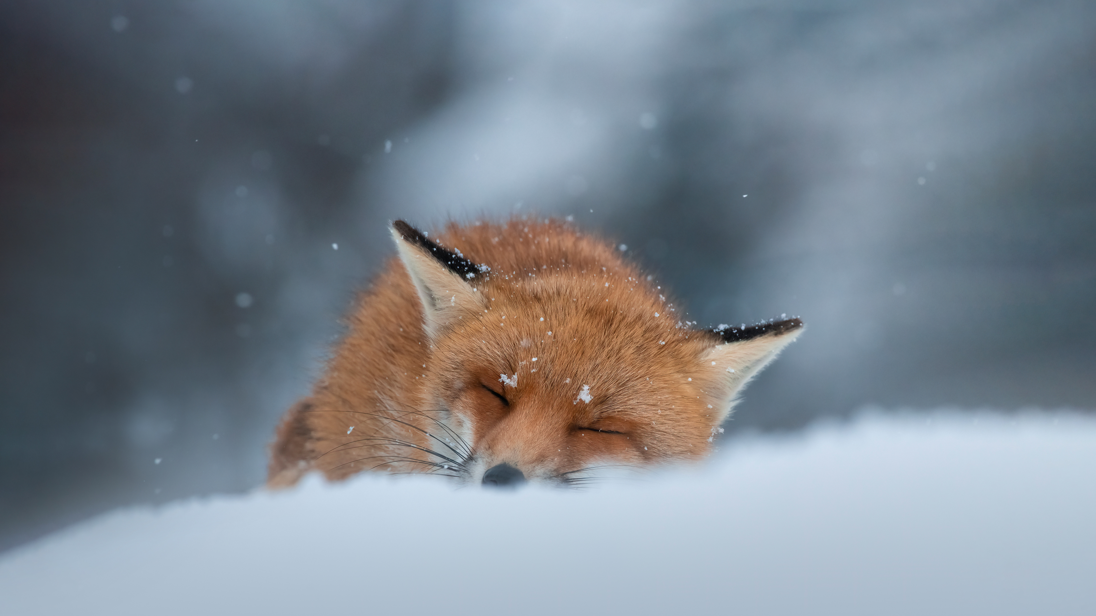 冬天睡在雪地里的赤狐4k