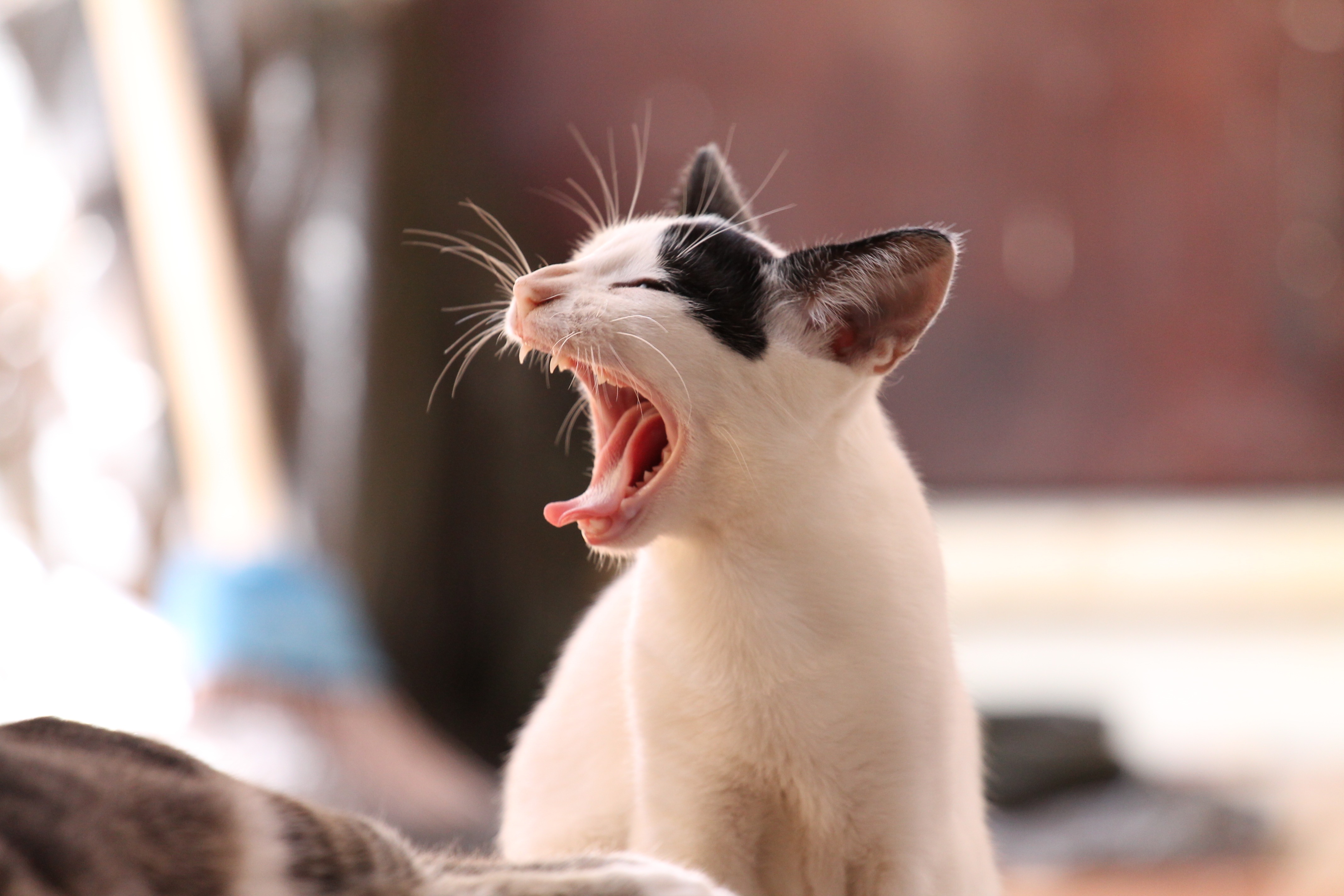 动物 猫 小猫 搞笑 打呵
