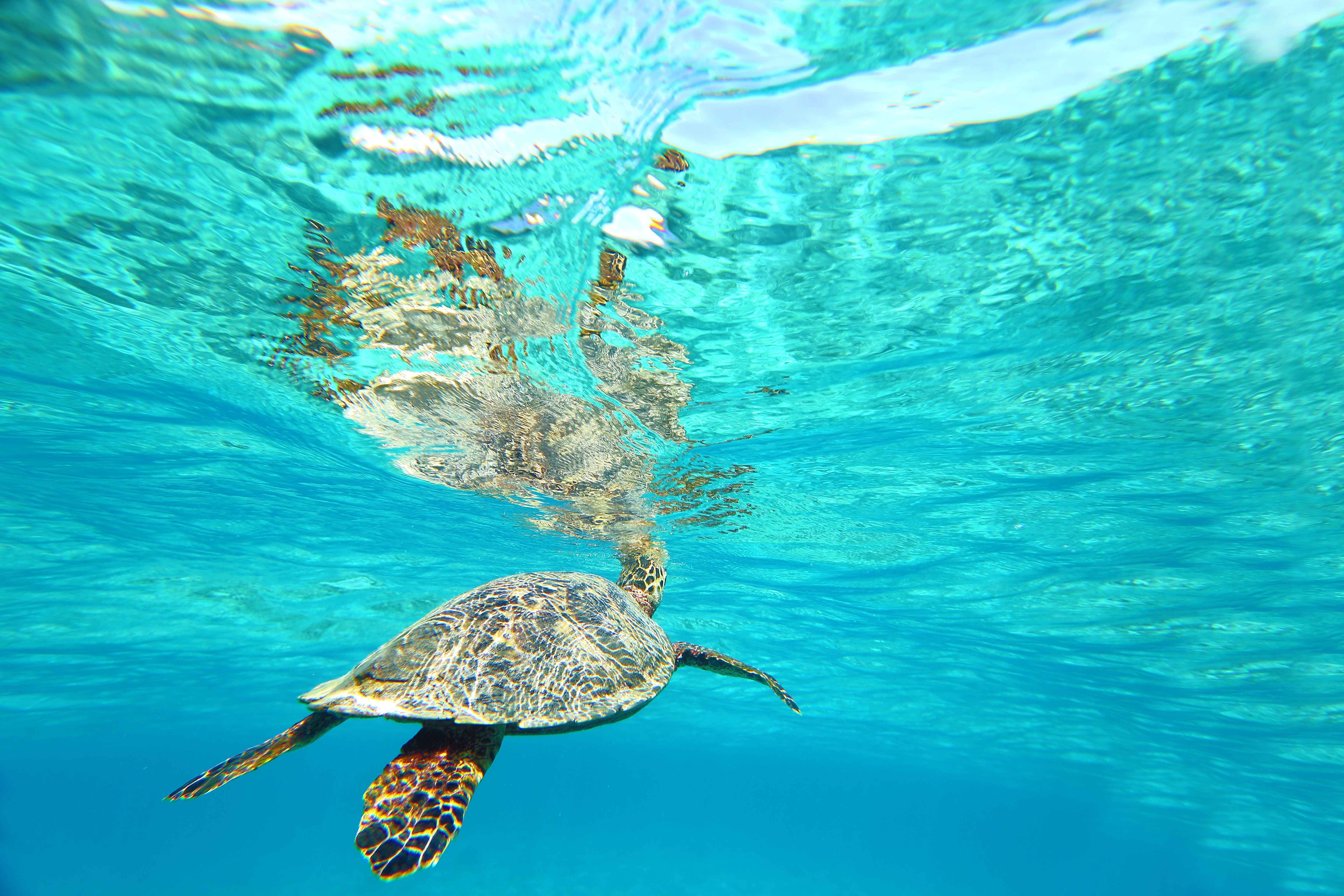 大海 海底 海龟 梦幻风_5425