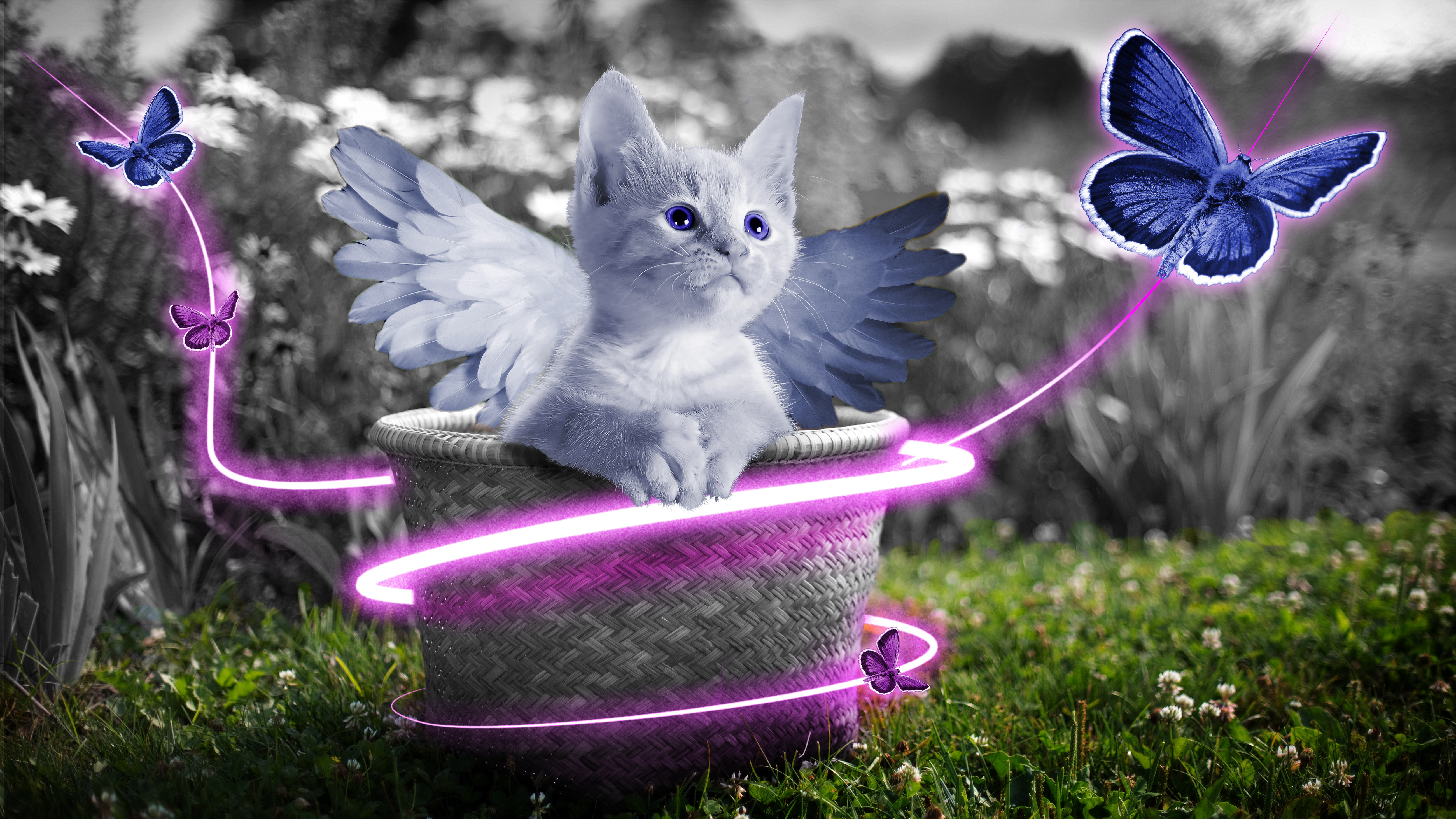 小猫 可爱 篮子 天使 翅_8316