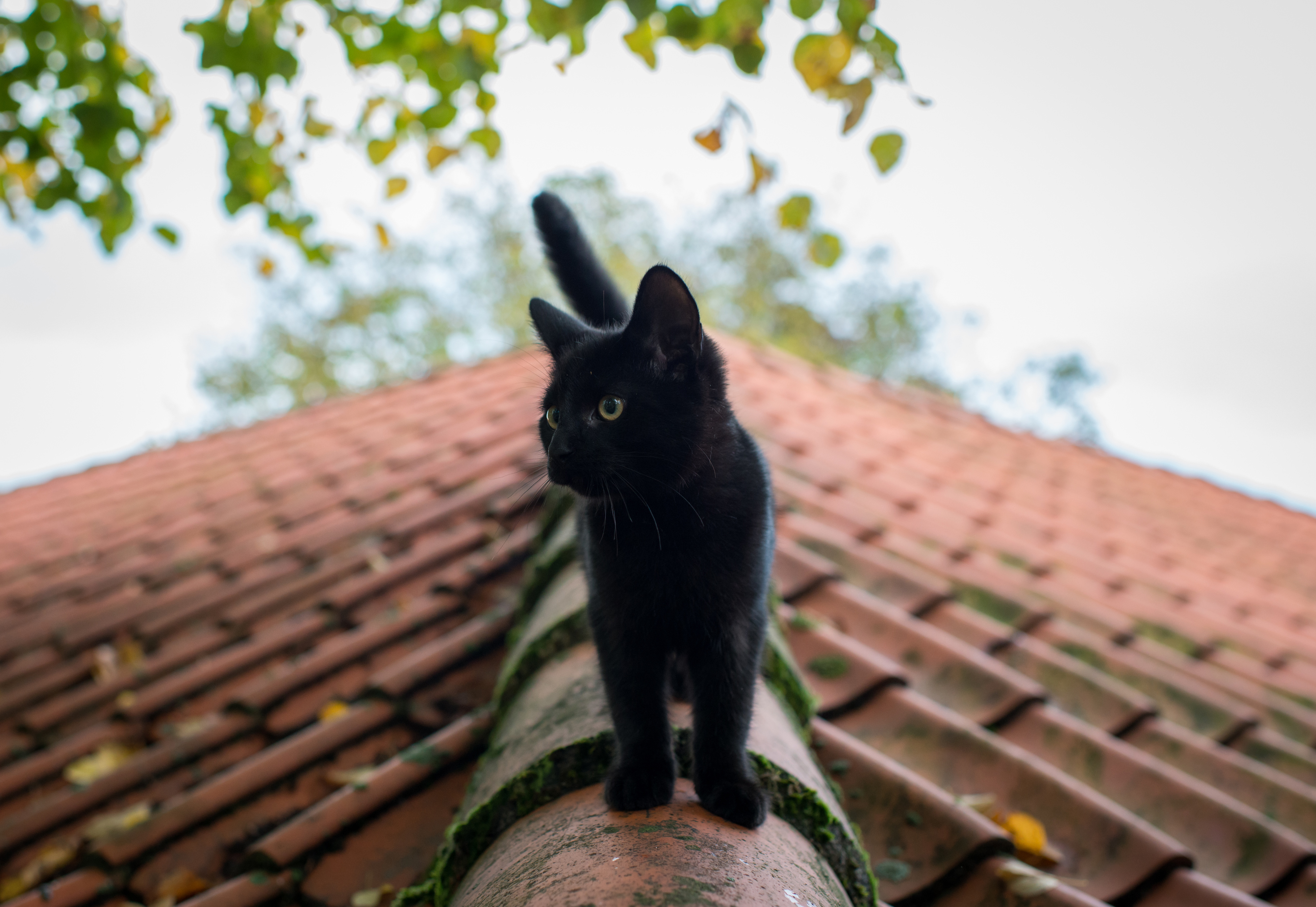 小黑猫,夏天,屋顶,图片_4043