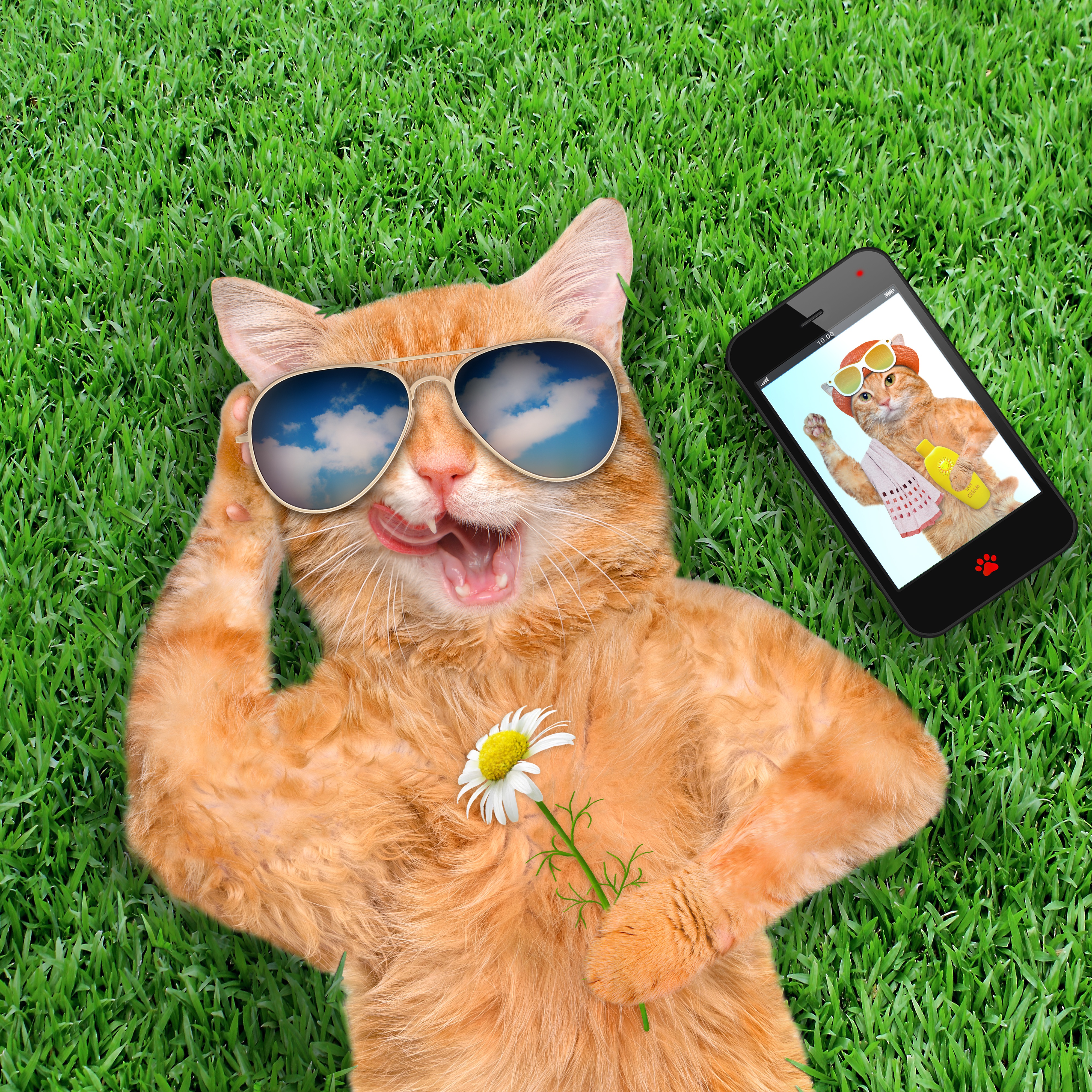 时尚的猫 草地 鲜花 眼_11170