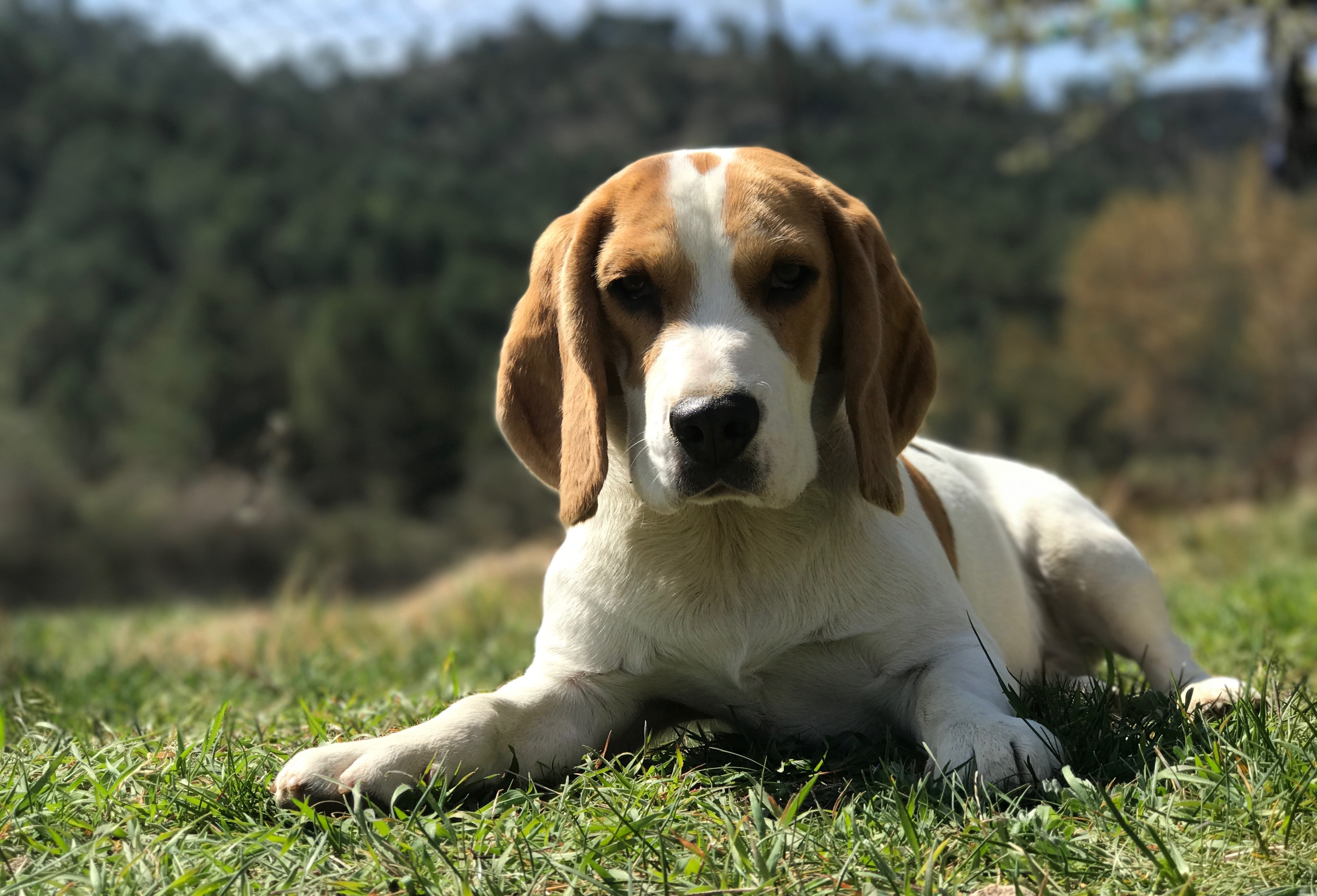 比格犬4k图片壁纸_6504