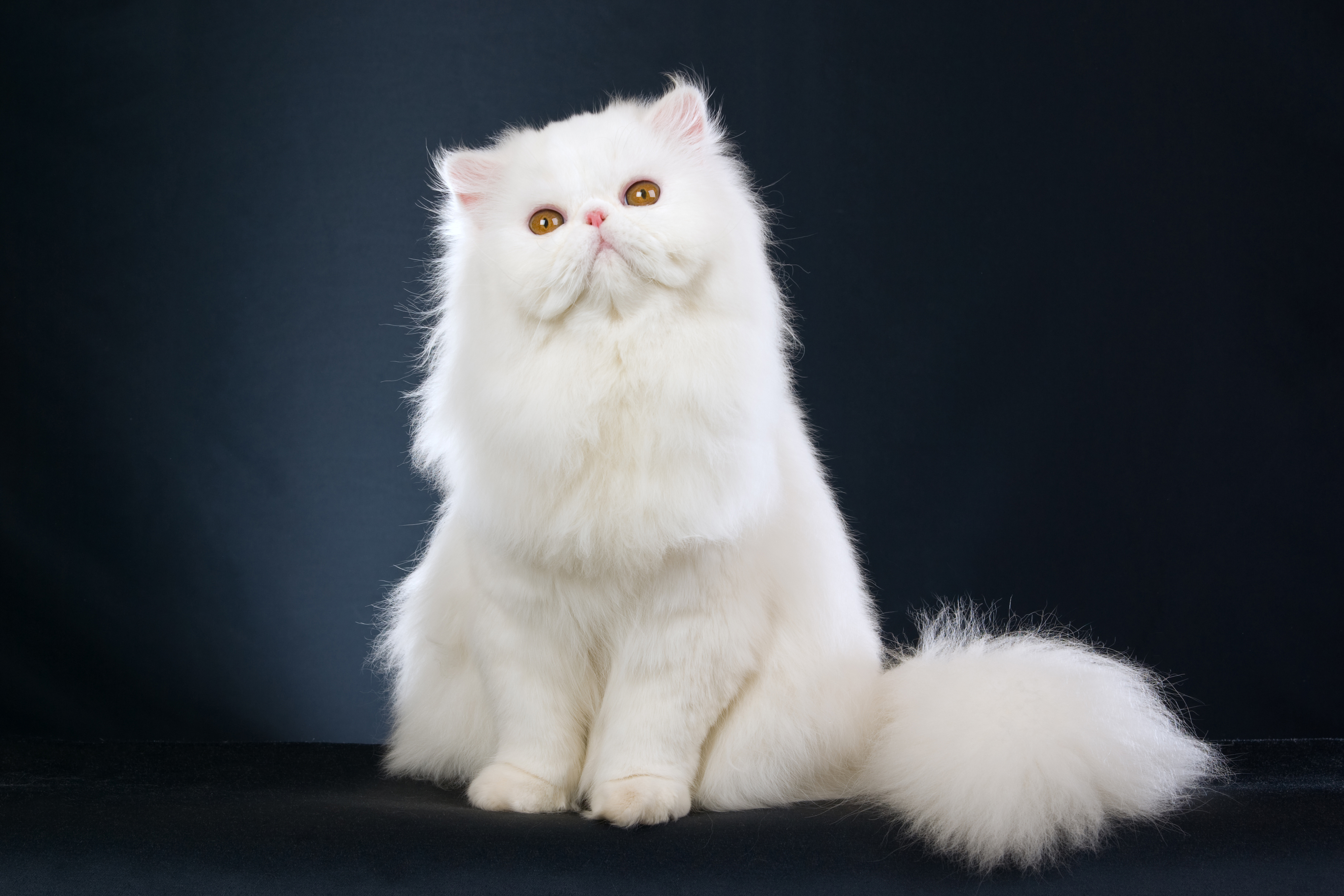 漂亮 小猫 白色波斯猫4K_10852