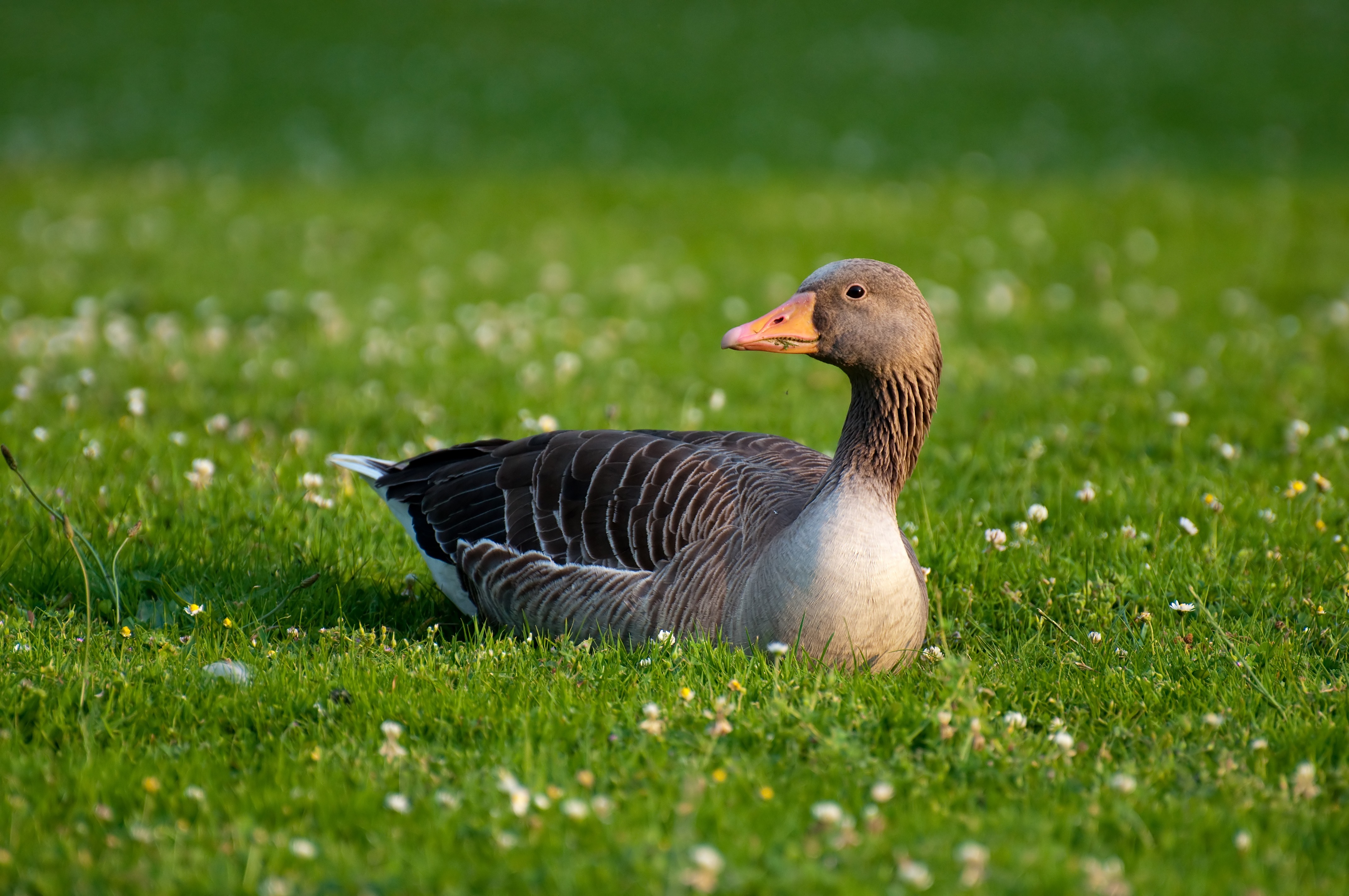灰鹅 鸭鸟 草地 4k图片_6698
