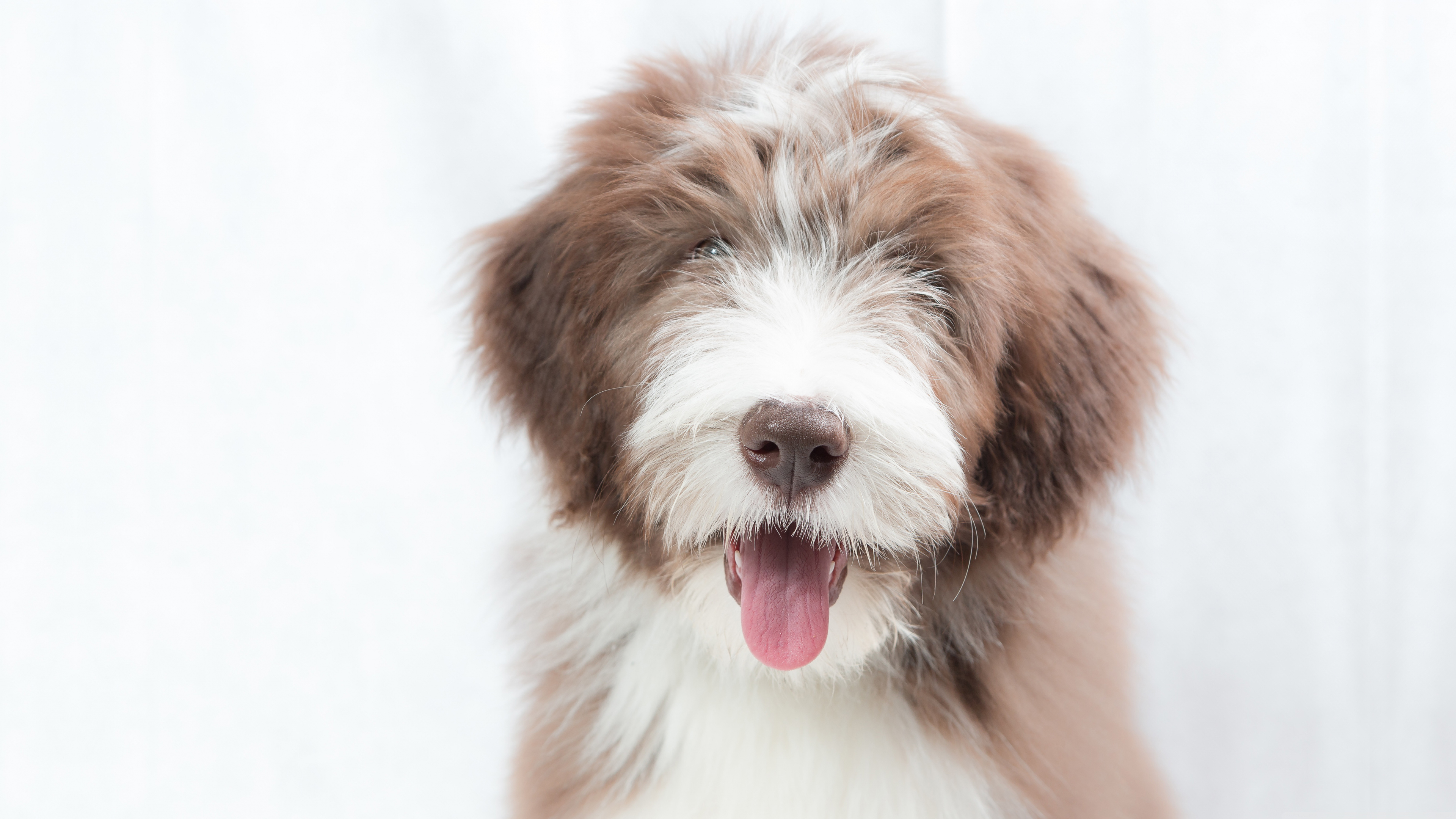 牧羊犬小狗4K壁纸_16300