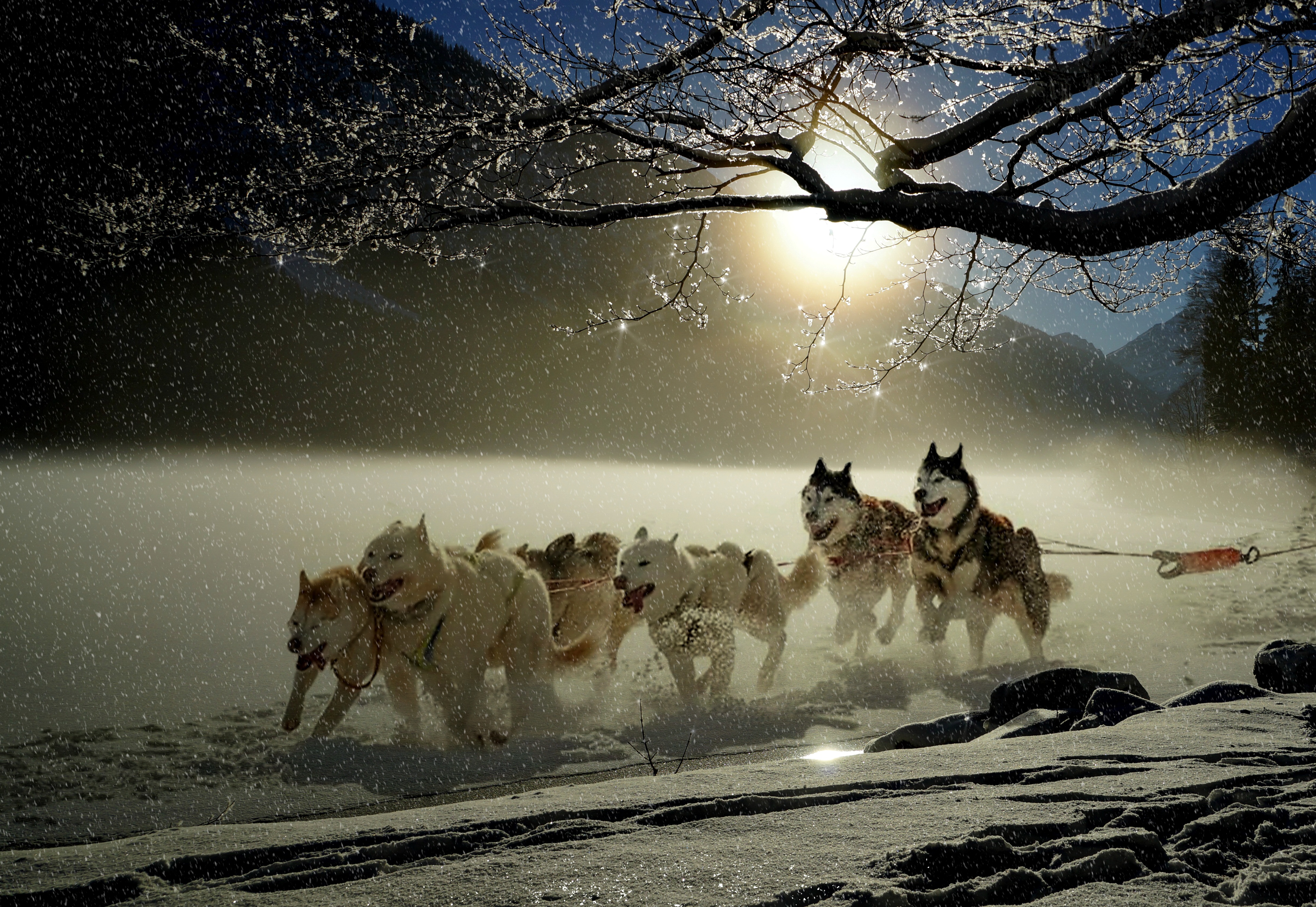 狗,哈士奇,冬天,寒冬,雪_17304