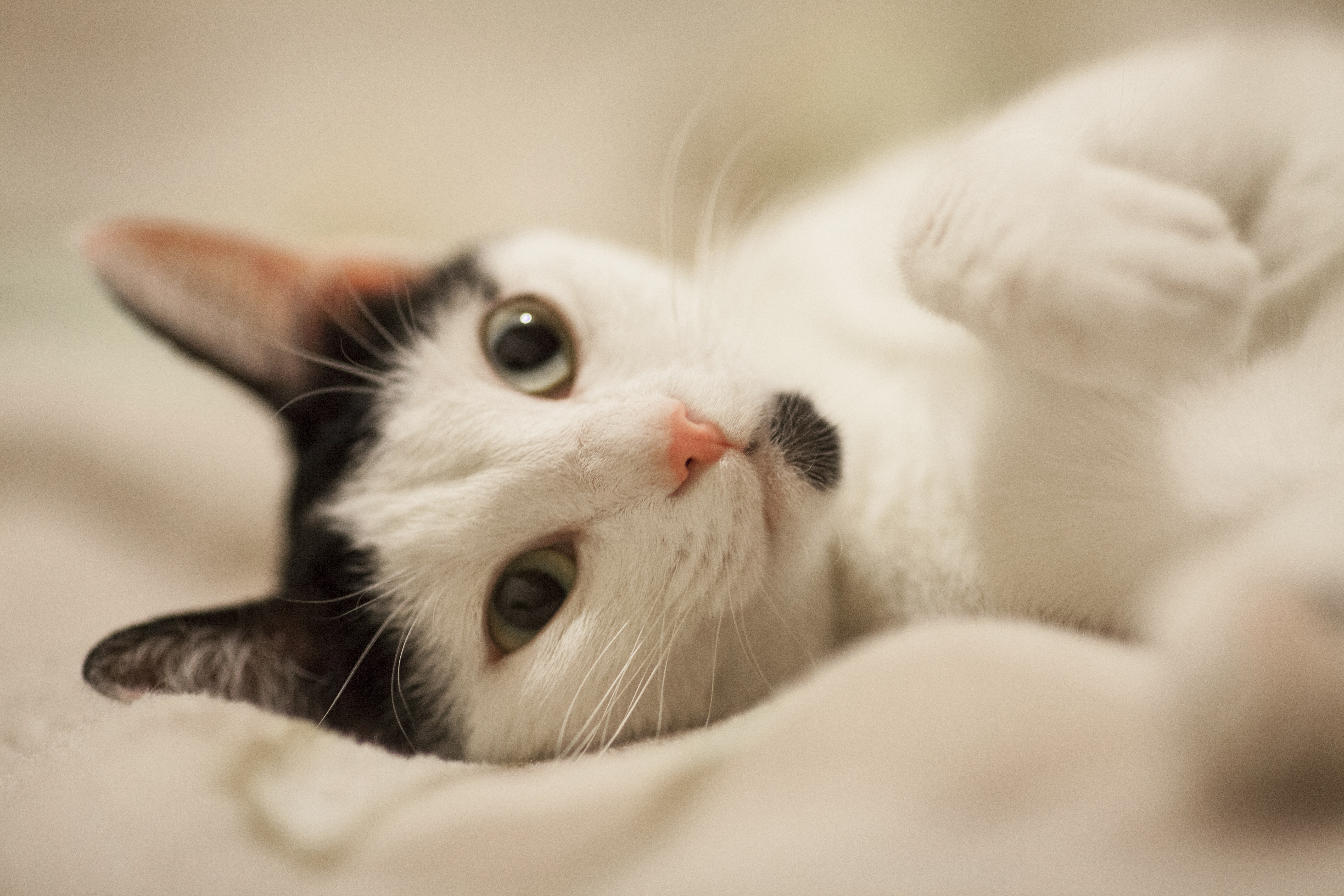 猫 可爱白猫 动物肖像