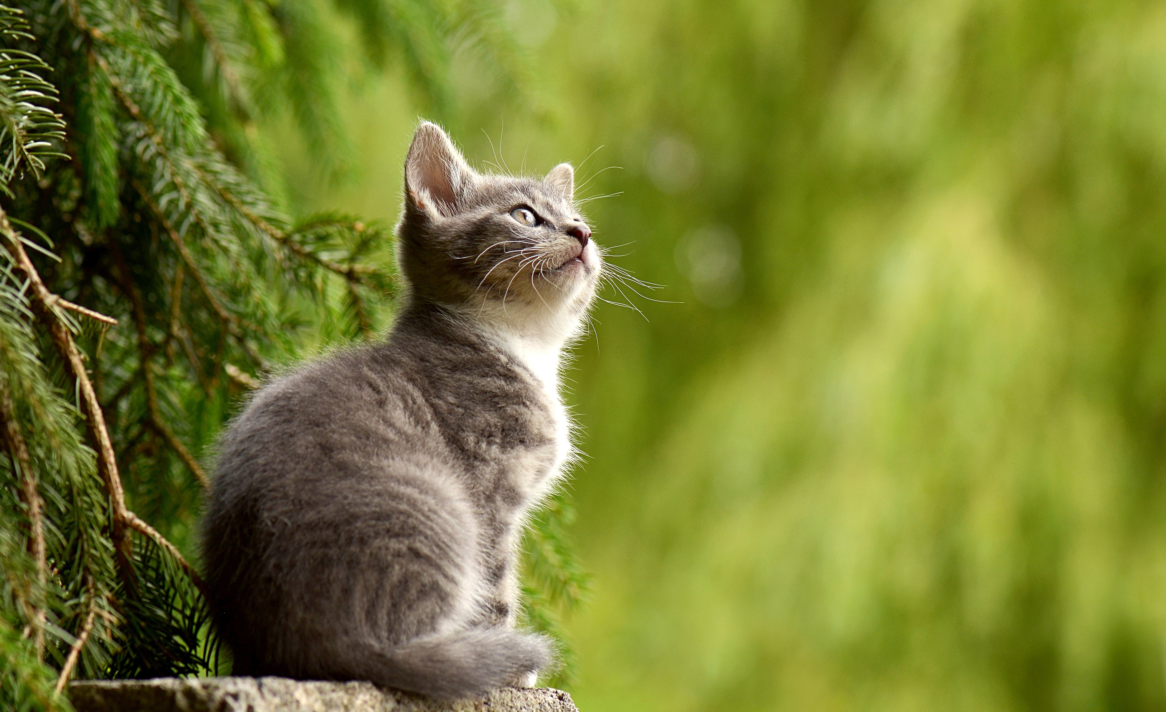 猫 叶子 户外 仰望 4K壁