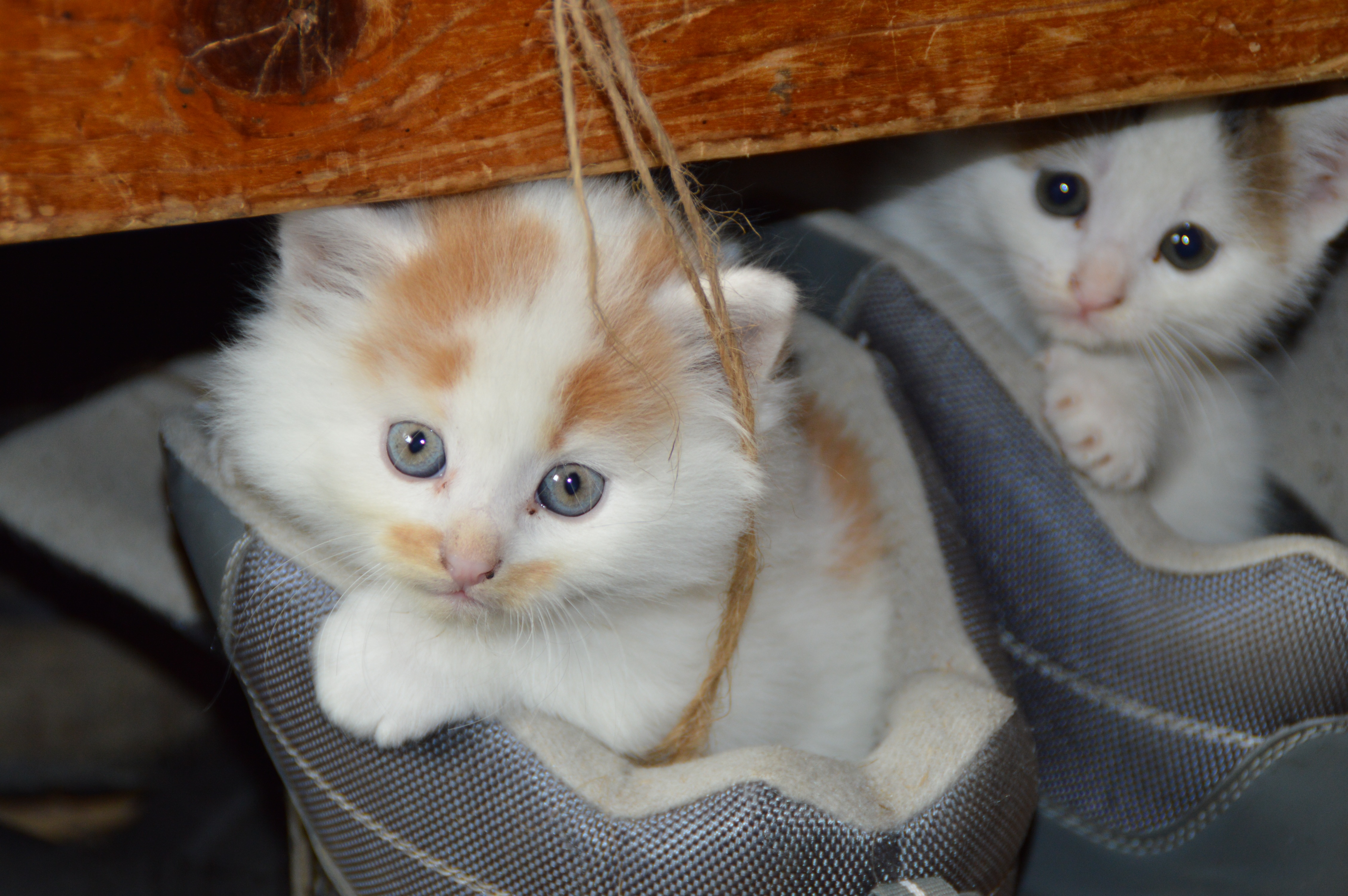 猫 宠物 猫的眼睛 亲爱