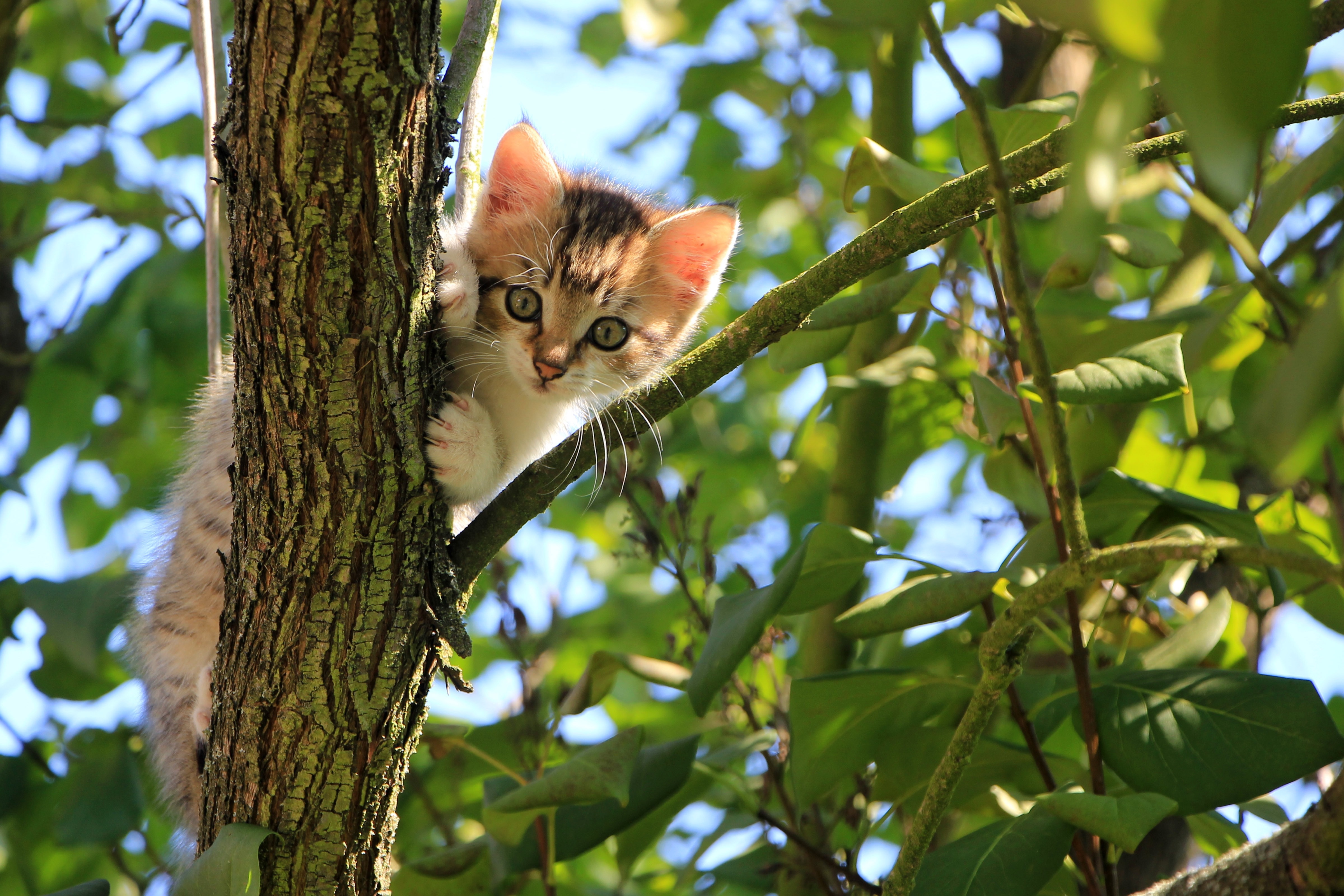 猫 树 绿色 夏天 动物_11422