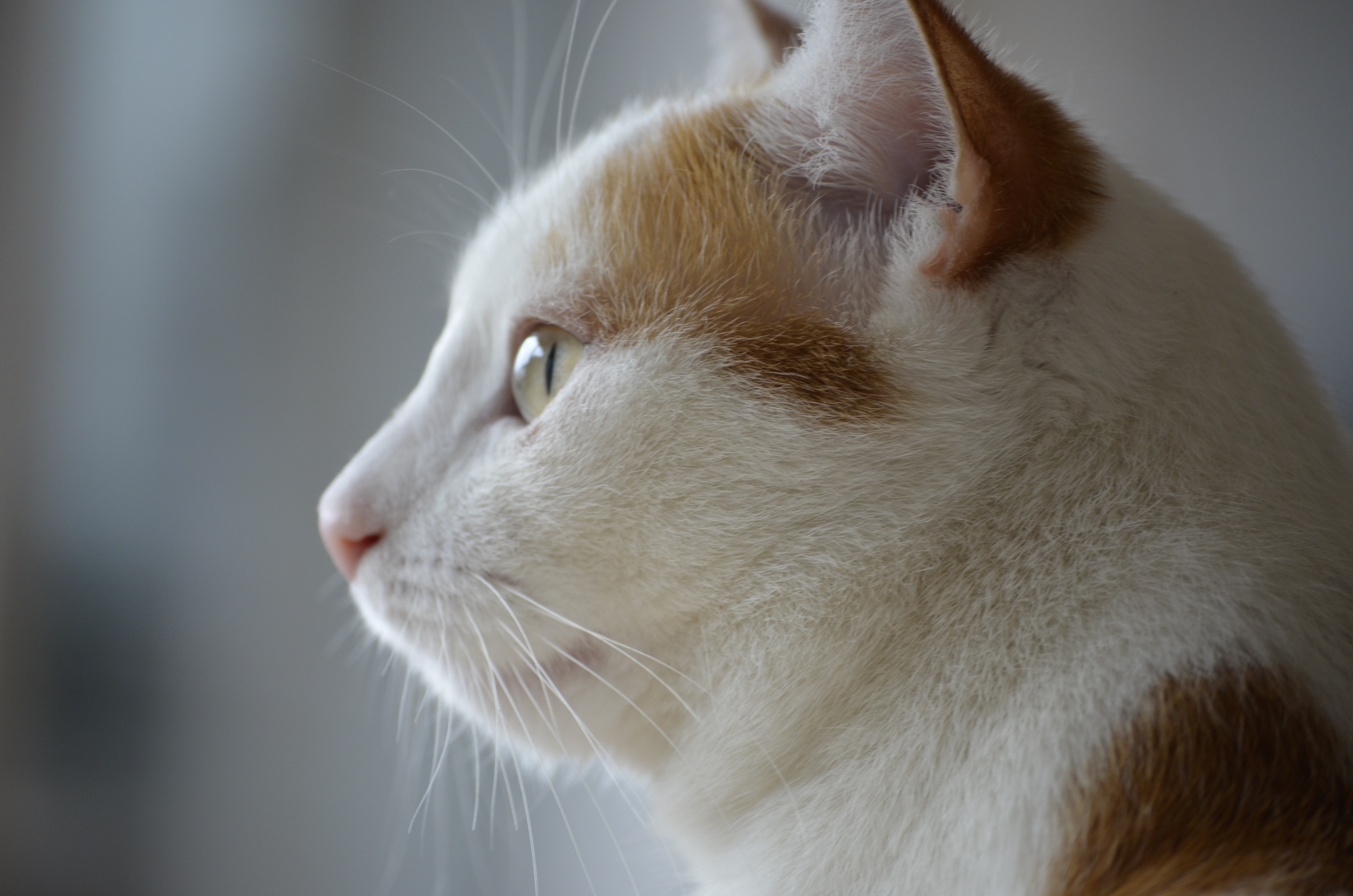 猫 猫的脸 美猫 4K壁纸