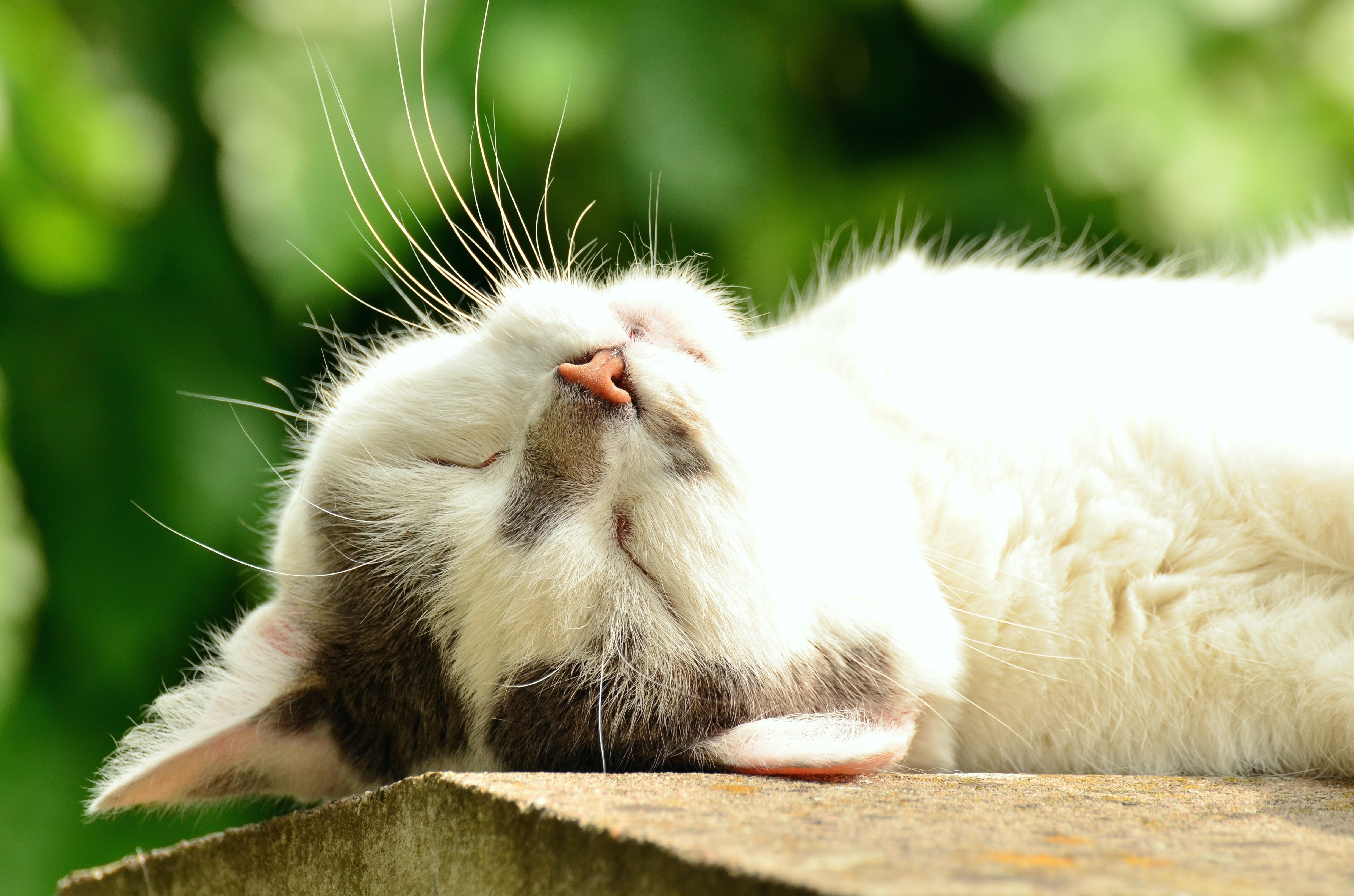 猫 猫脸 睡眠 白色的猫4