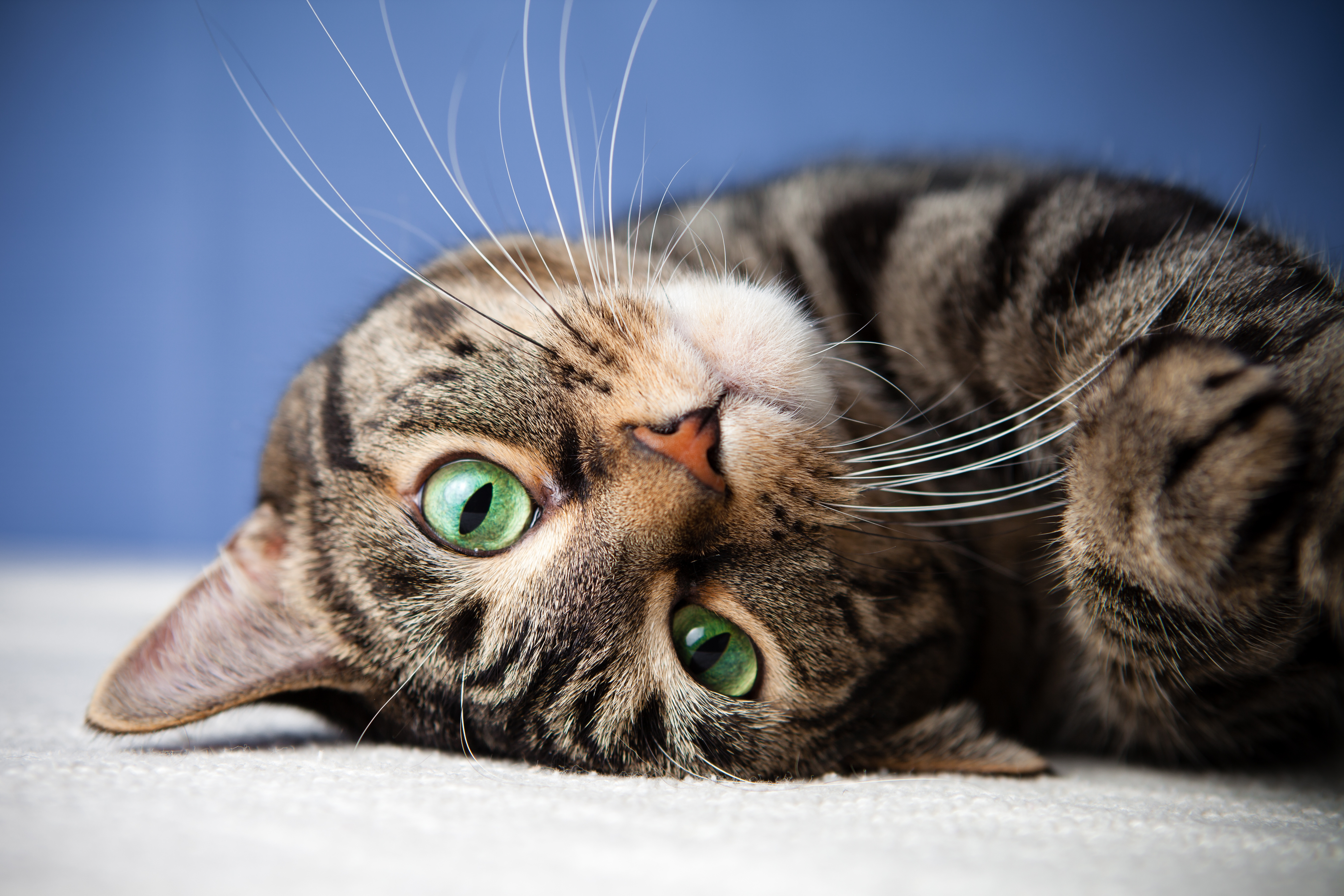 猫 眼睛 姿态 可爱的猫5