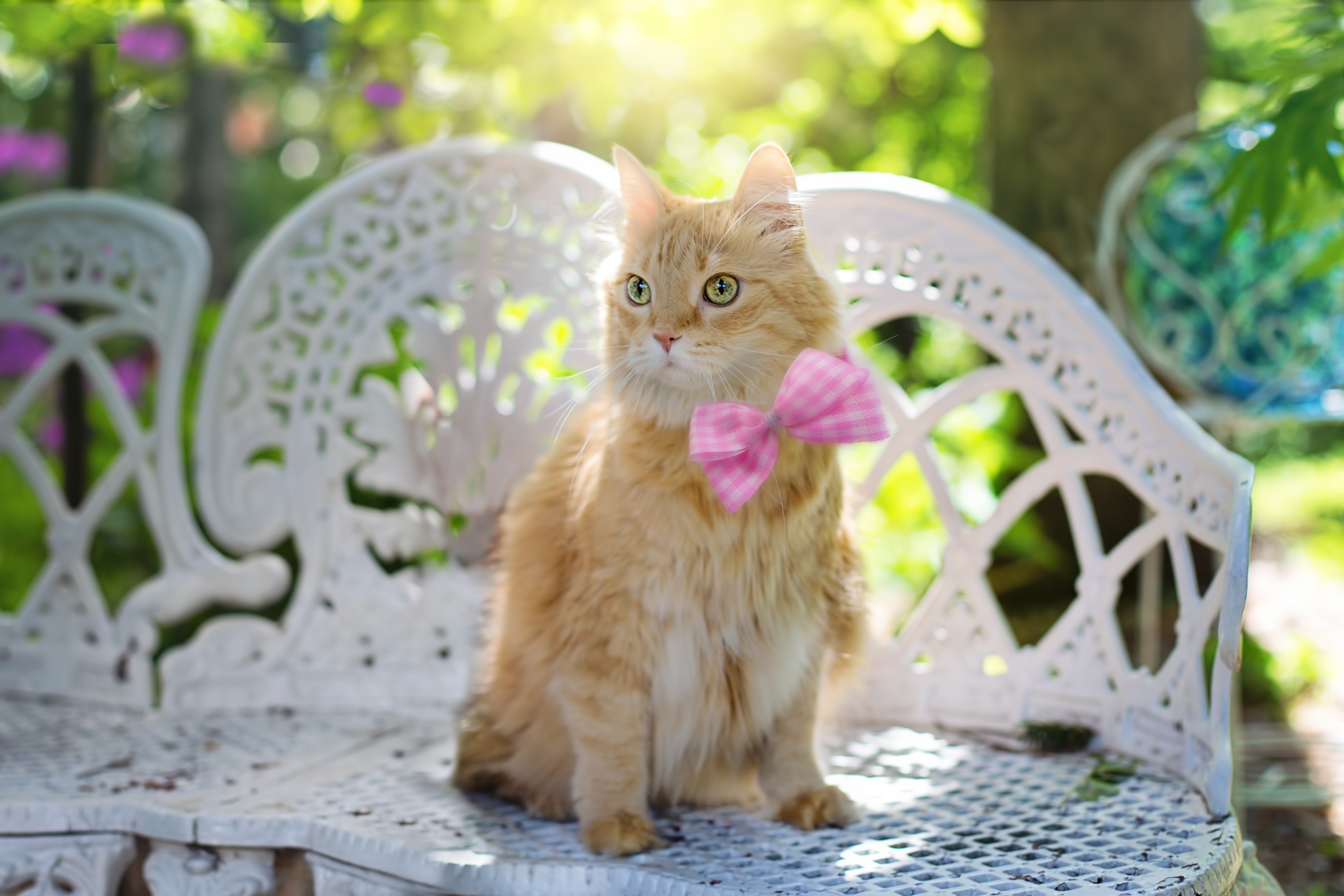 猫 蝴蝶结 夏天 阳光 4K_8372