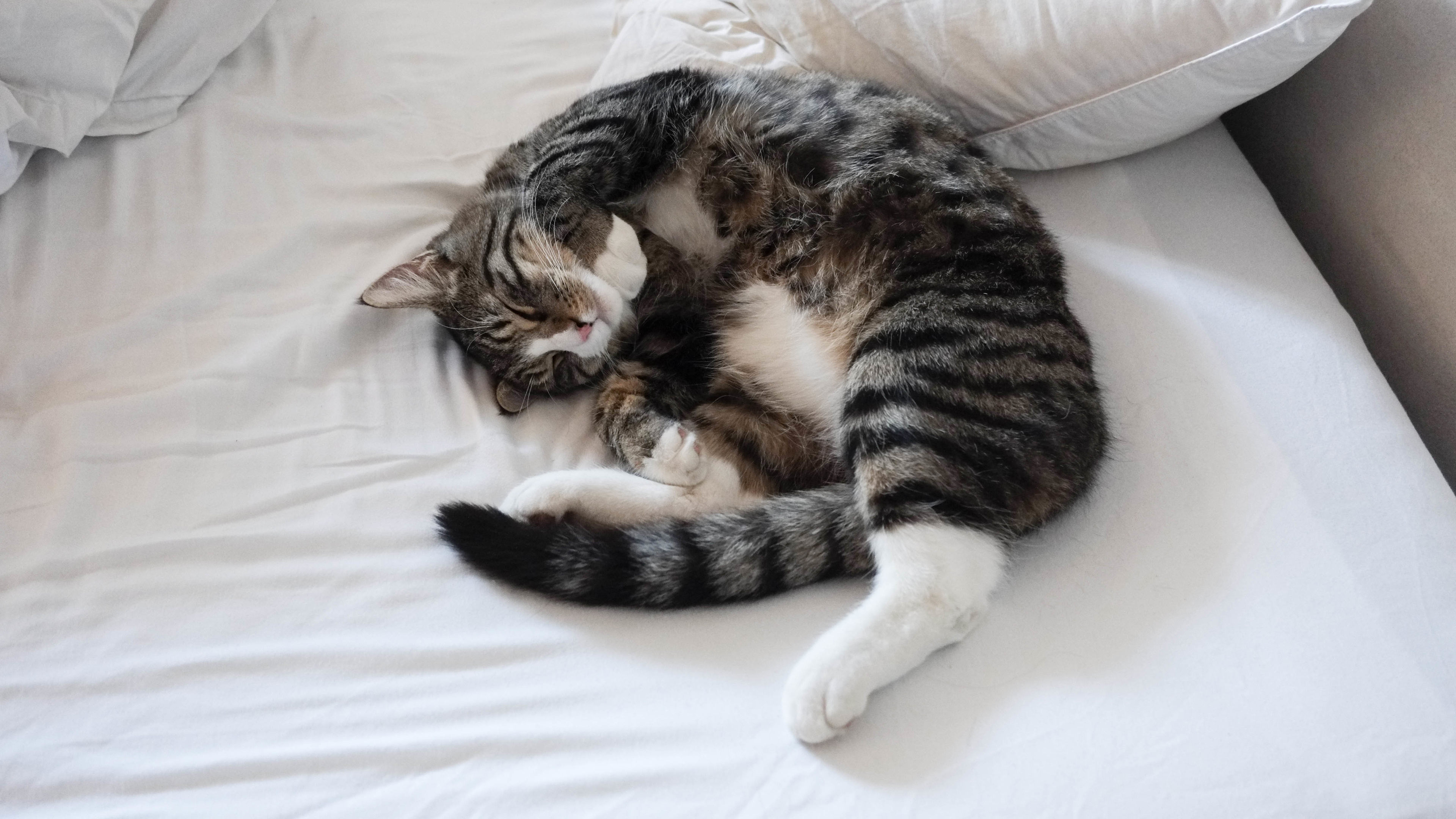 猫,睡眠,4K壁纸_15264